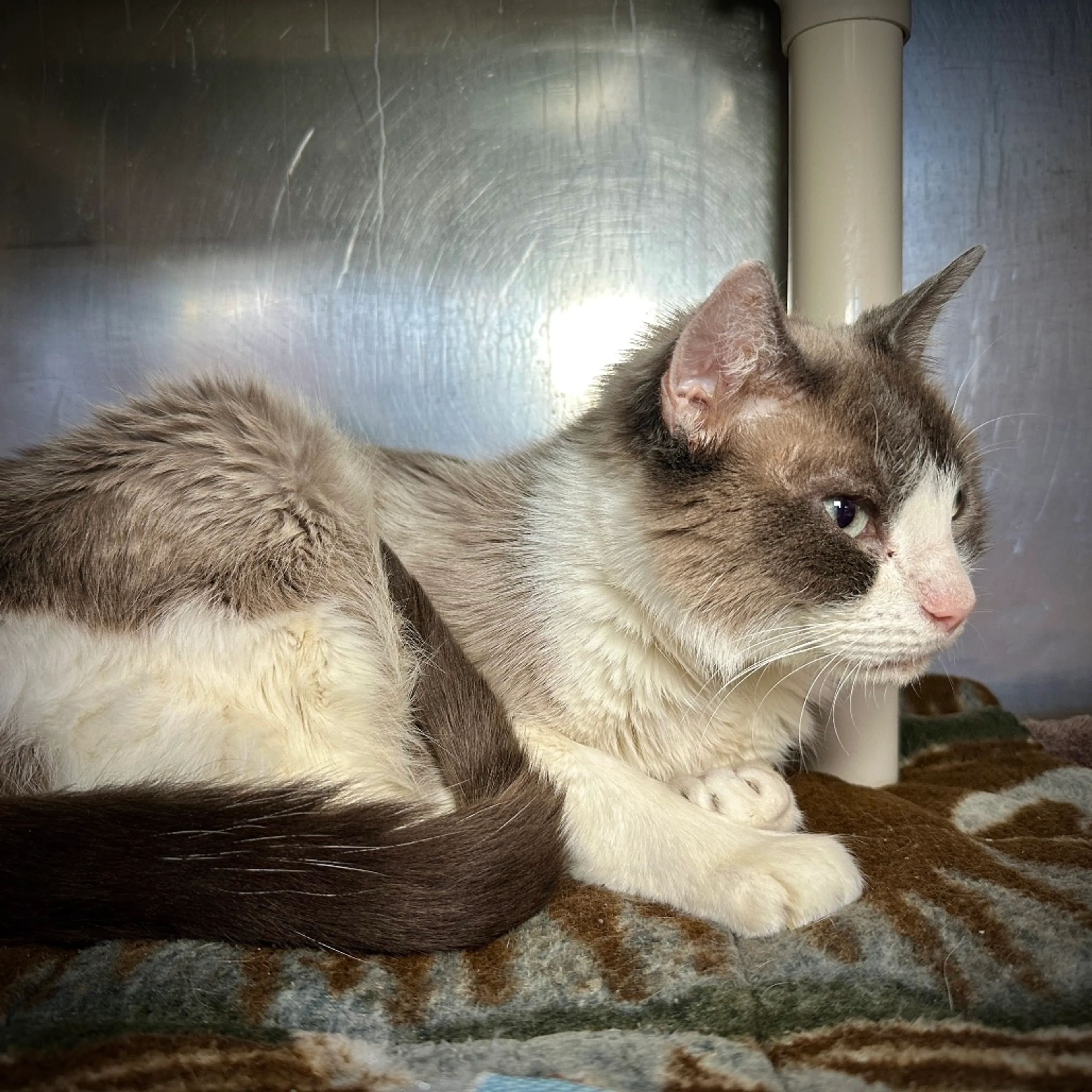 Found pet-8