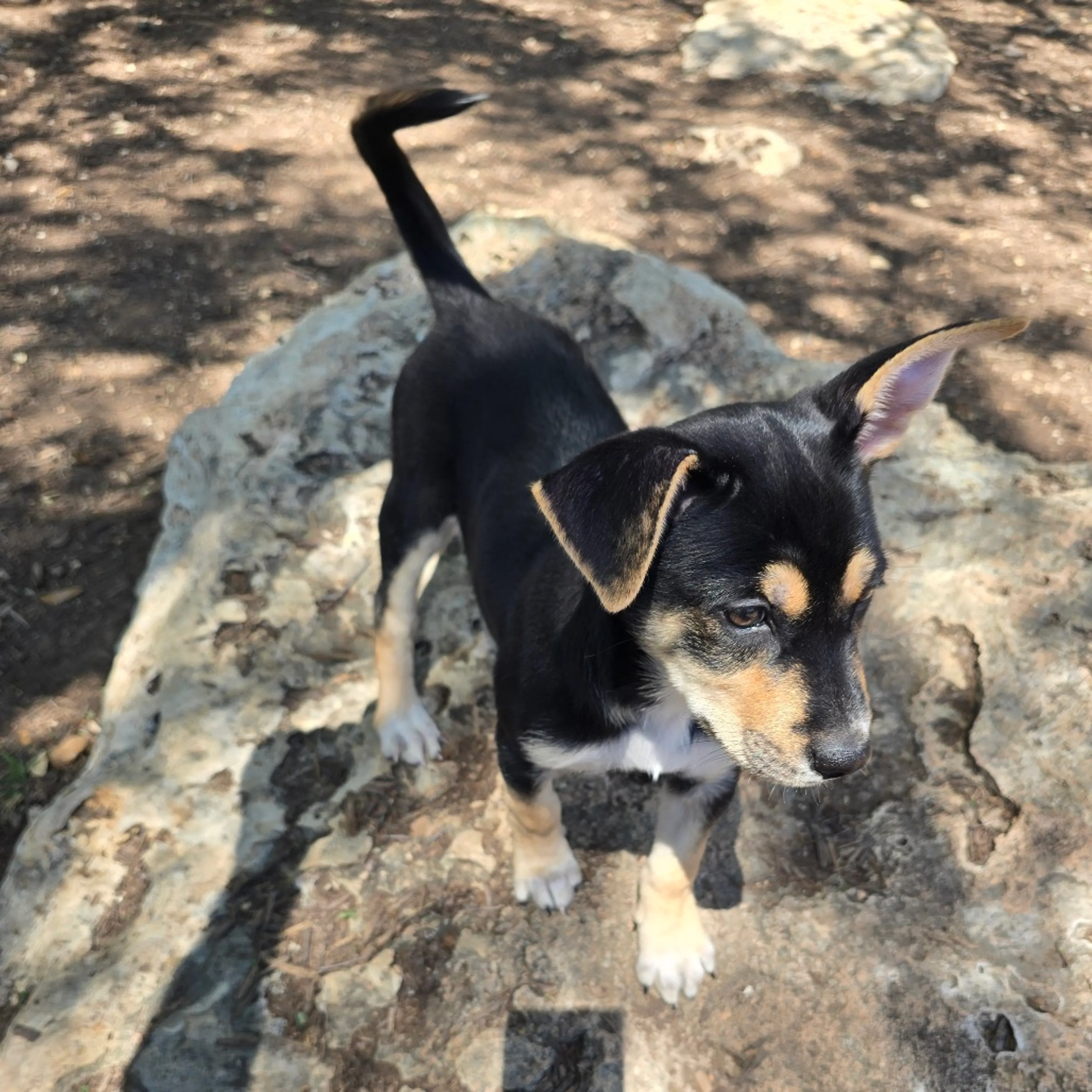 Found pet-6