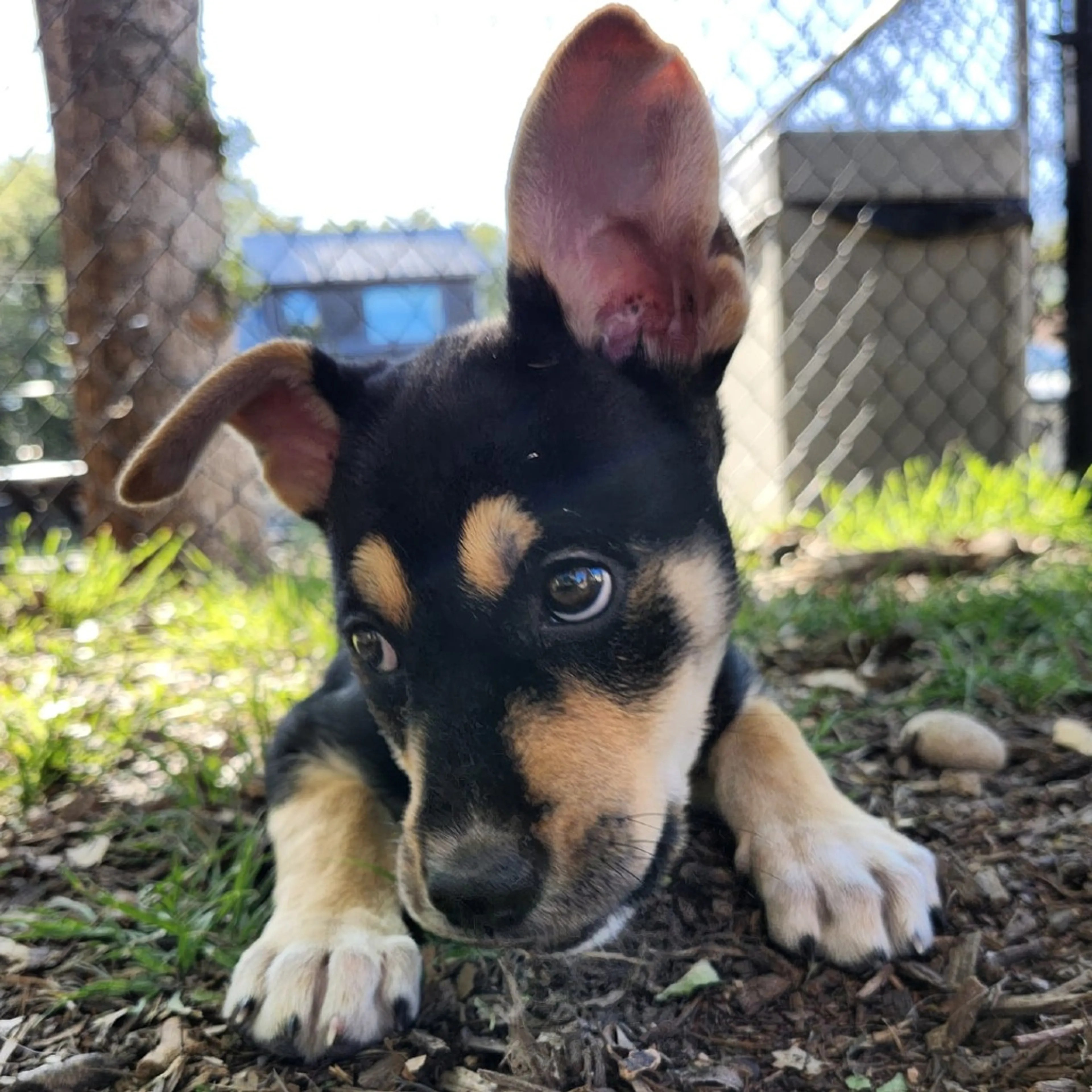 Found pet-3