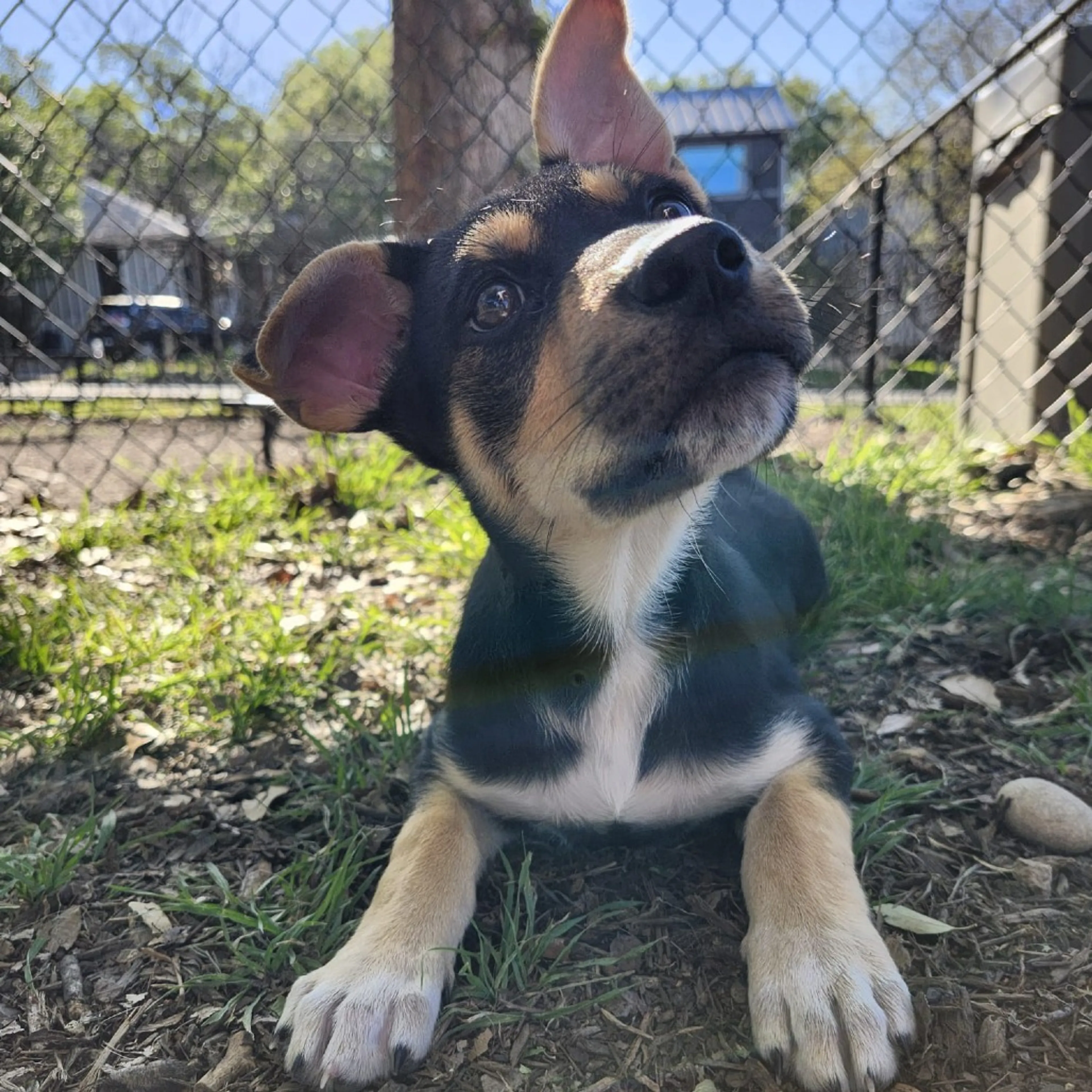 Found pet-4