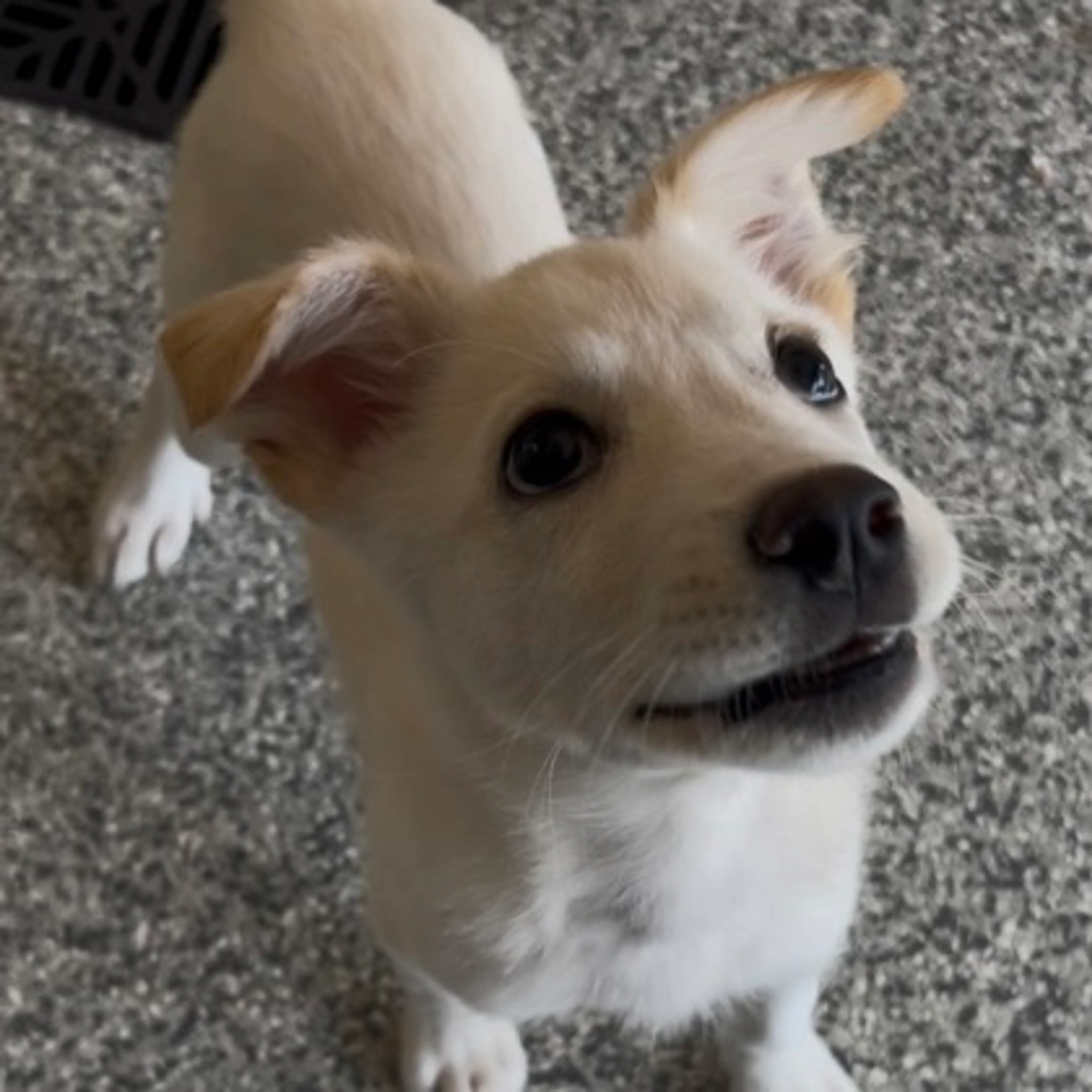 Found pet-1