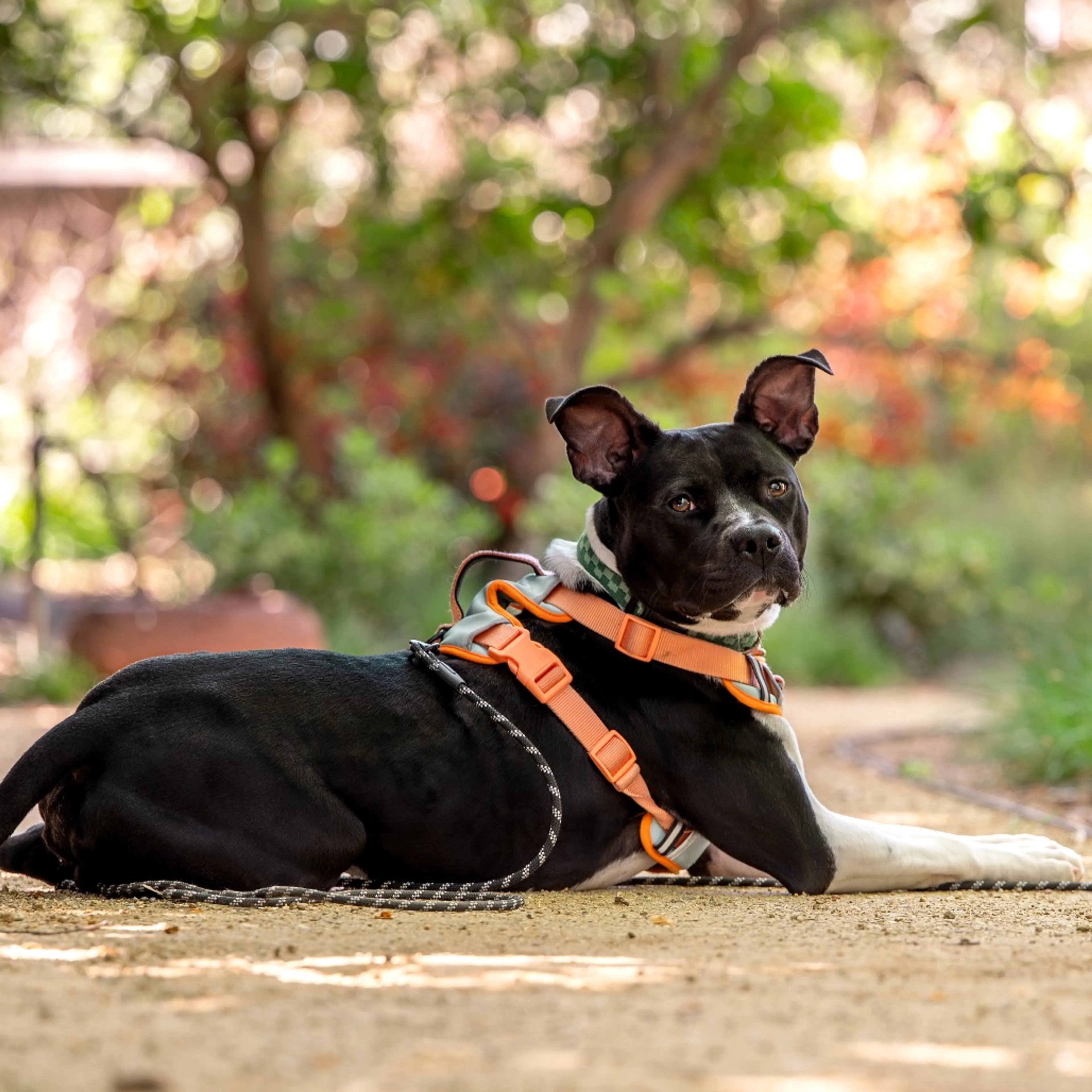 Found pet-8