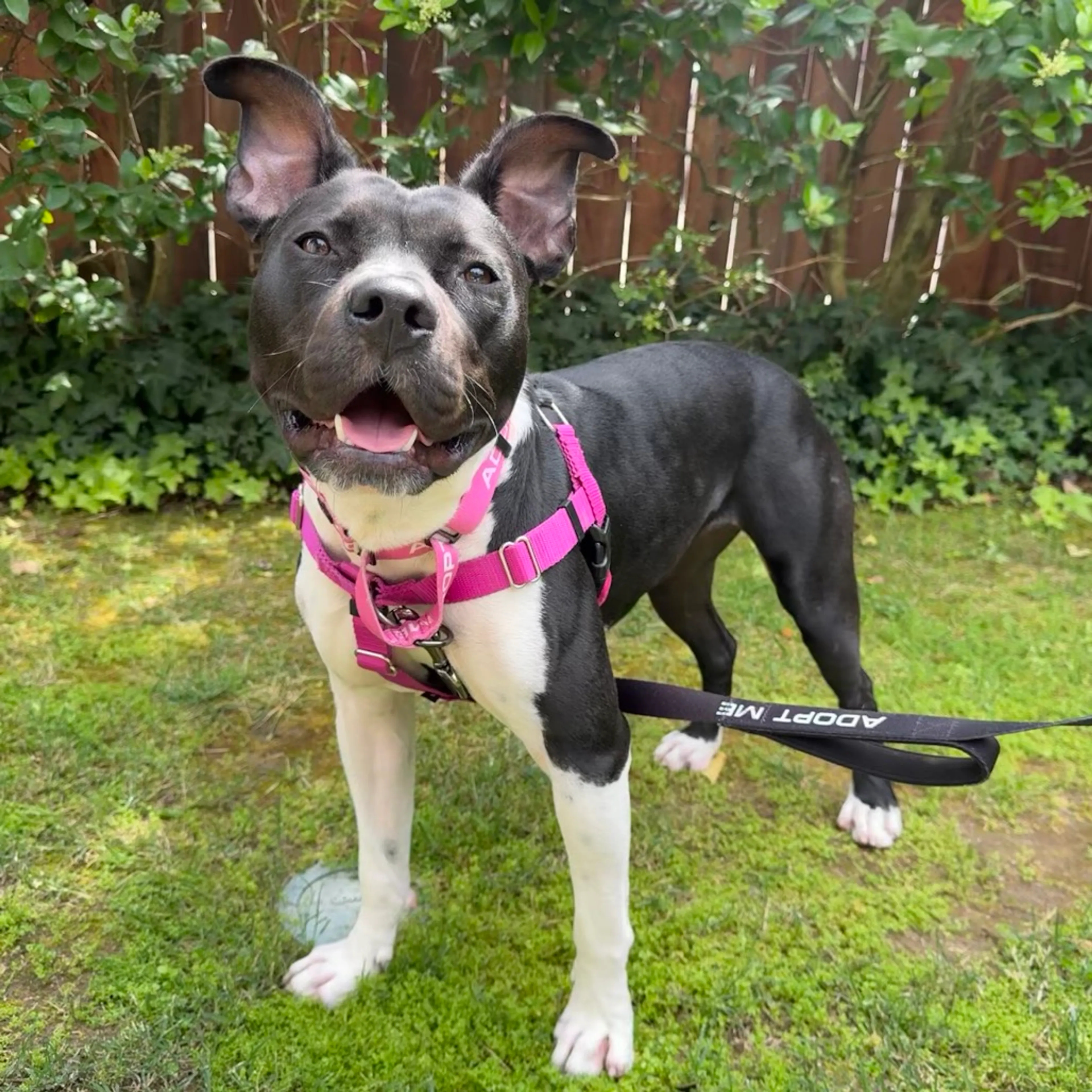 Found pet-3