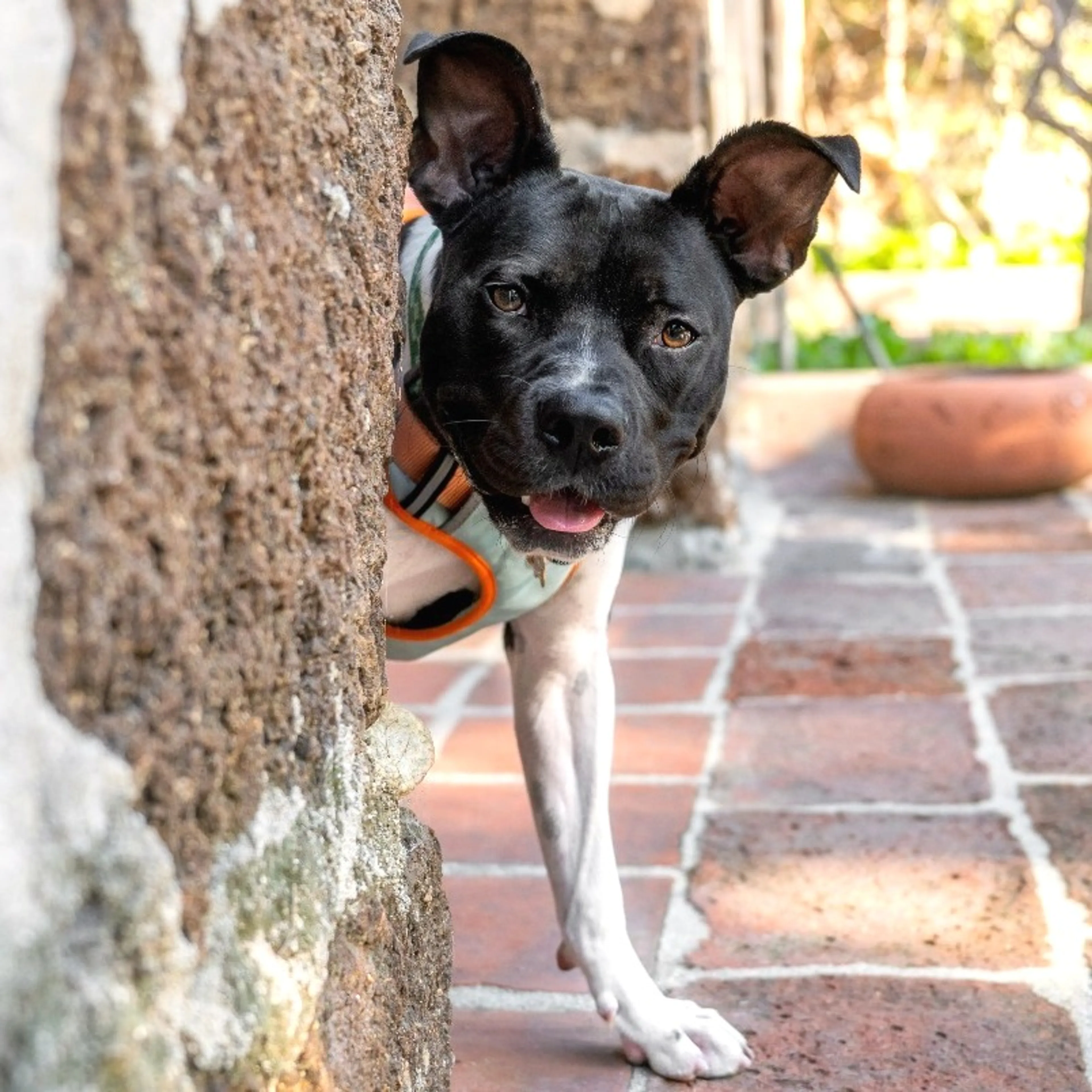Found pet-2
