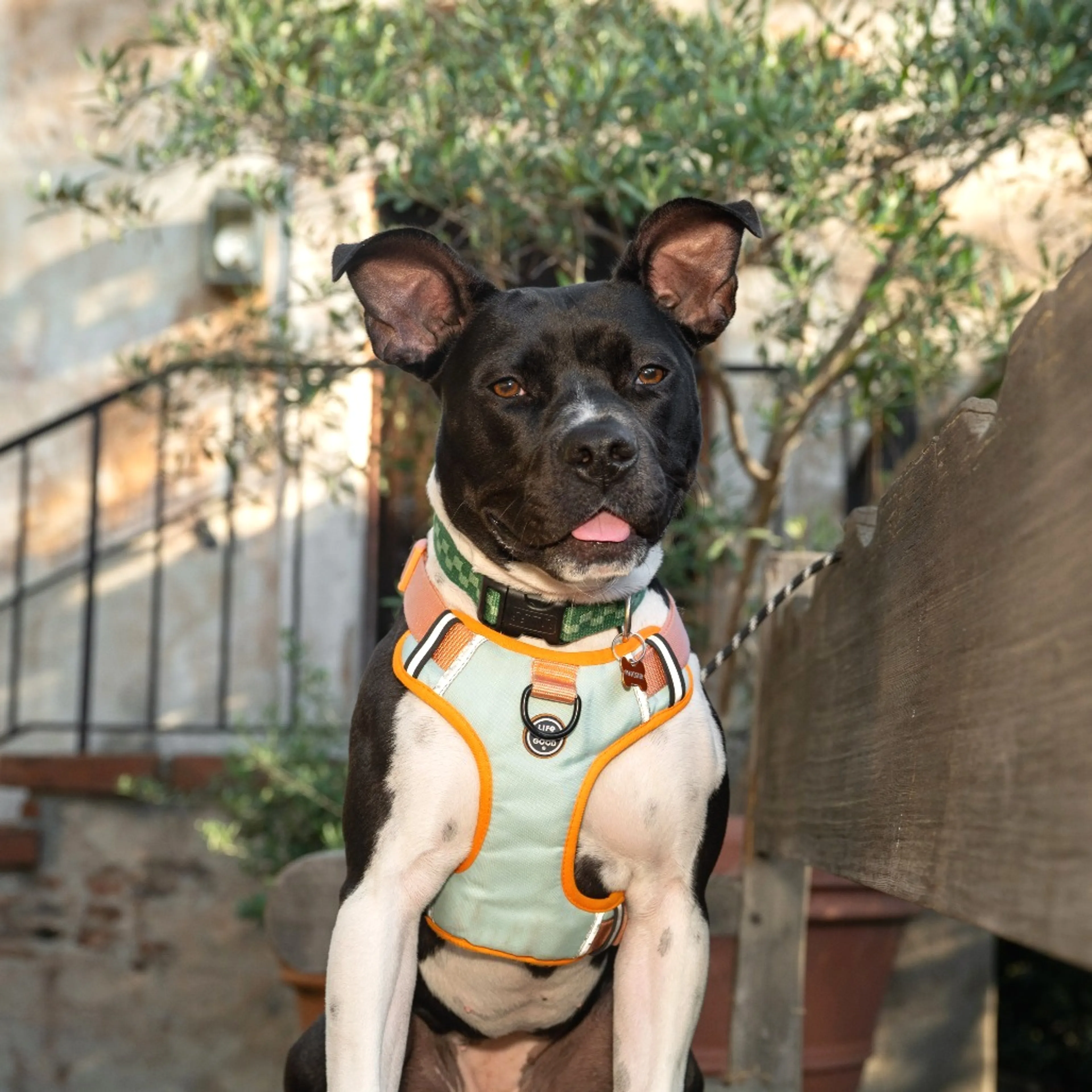Found pet-7