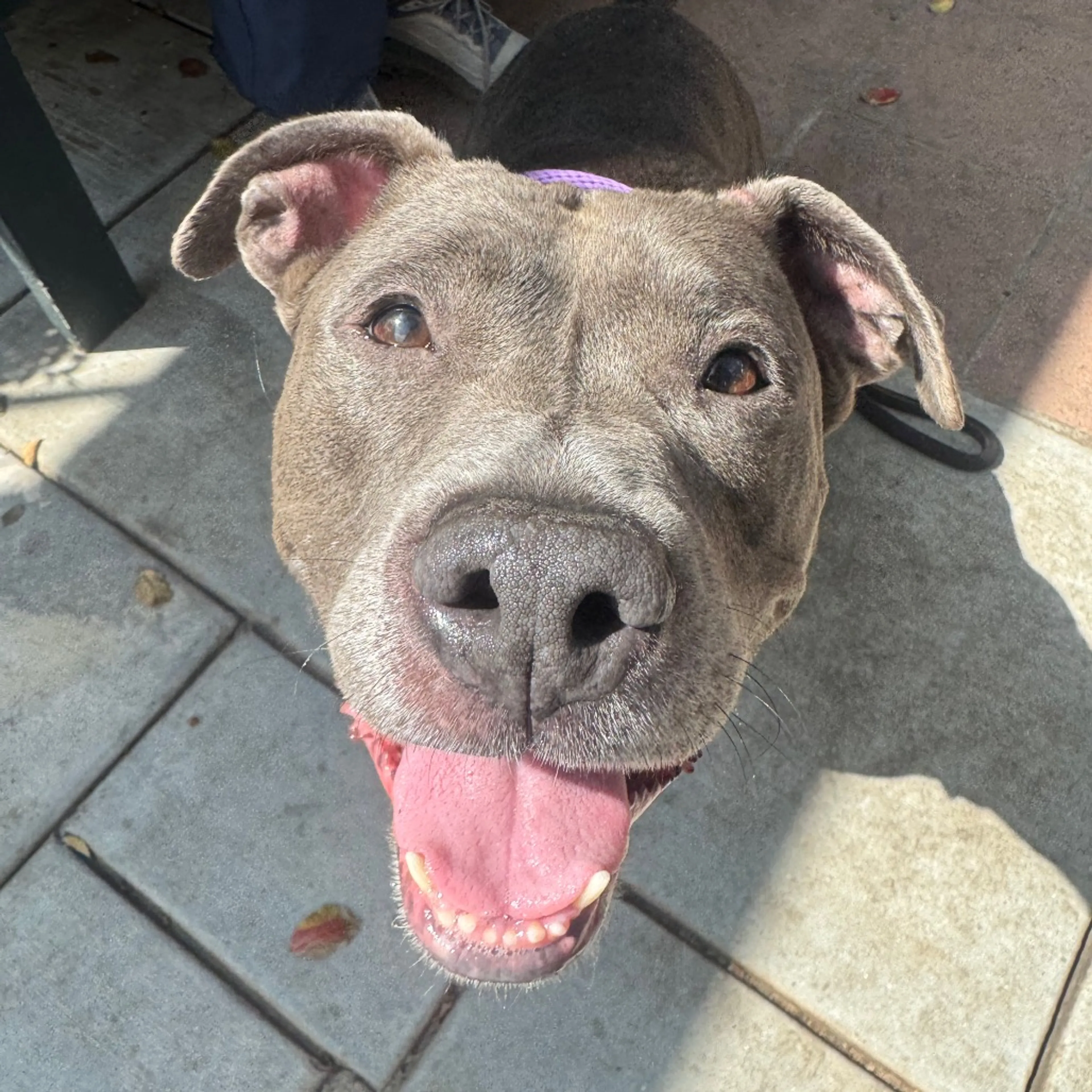 Found pet-11