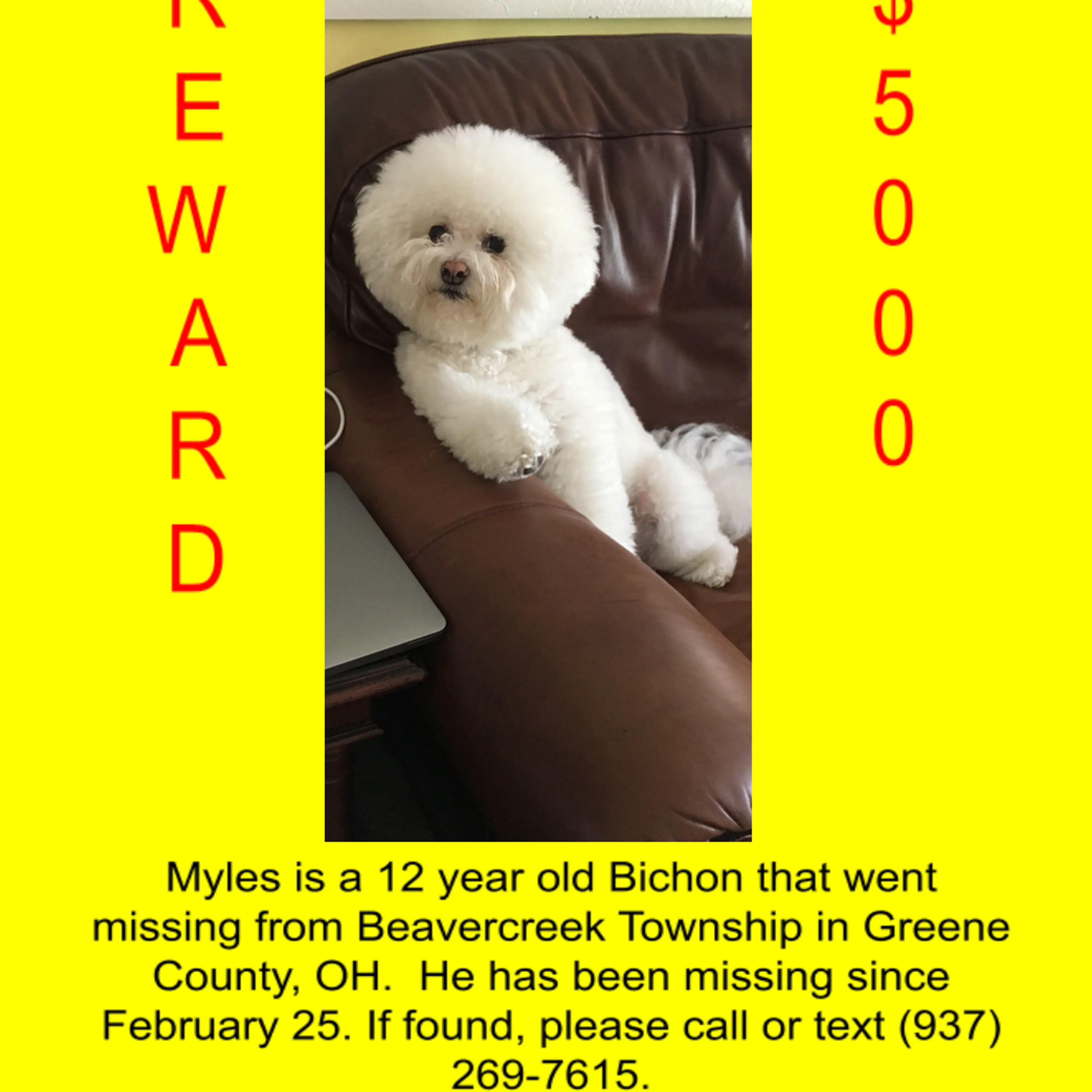 Lost pet