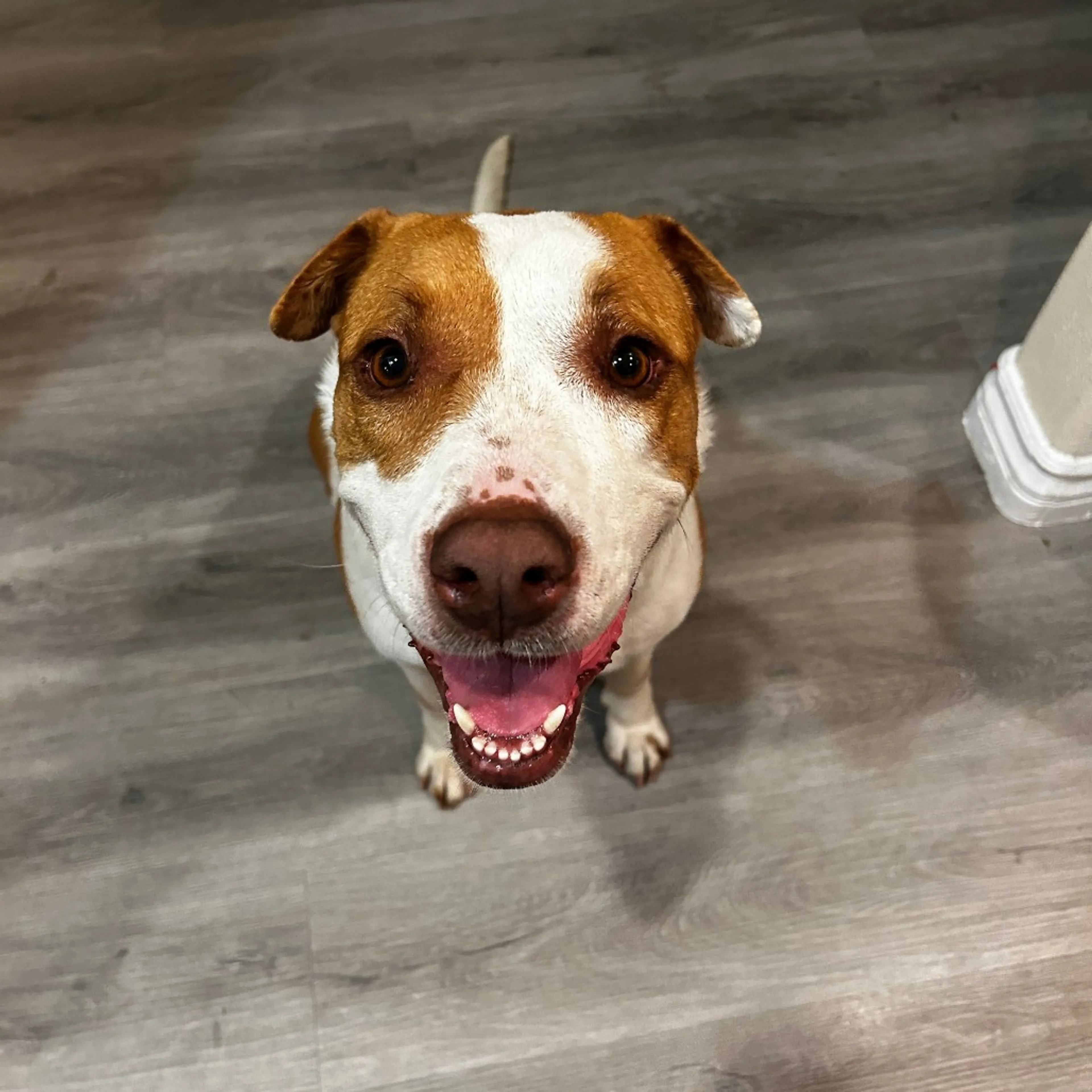Found pet-3