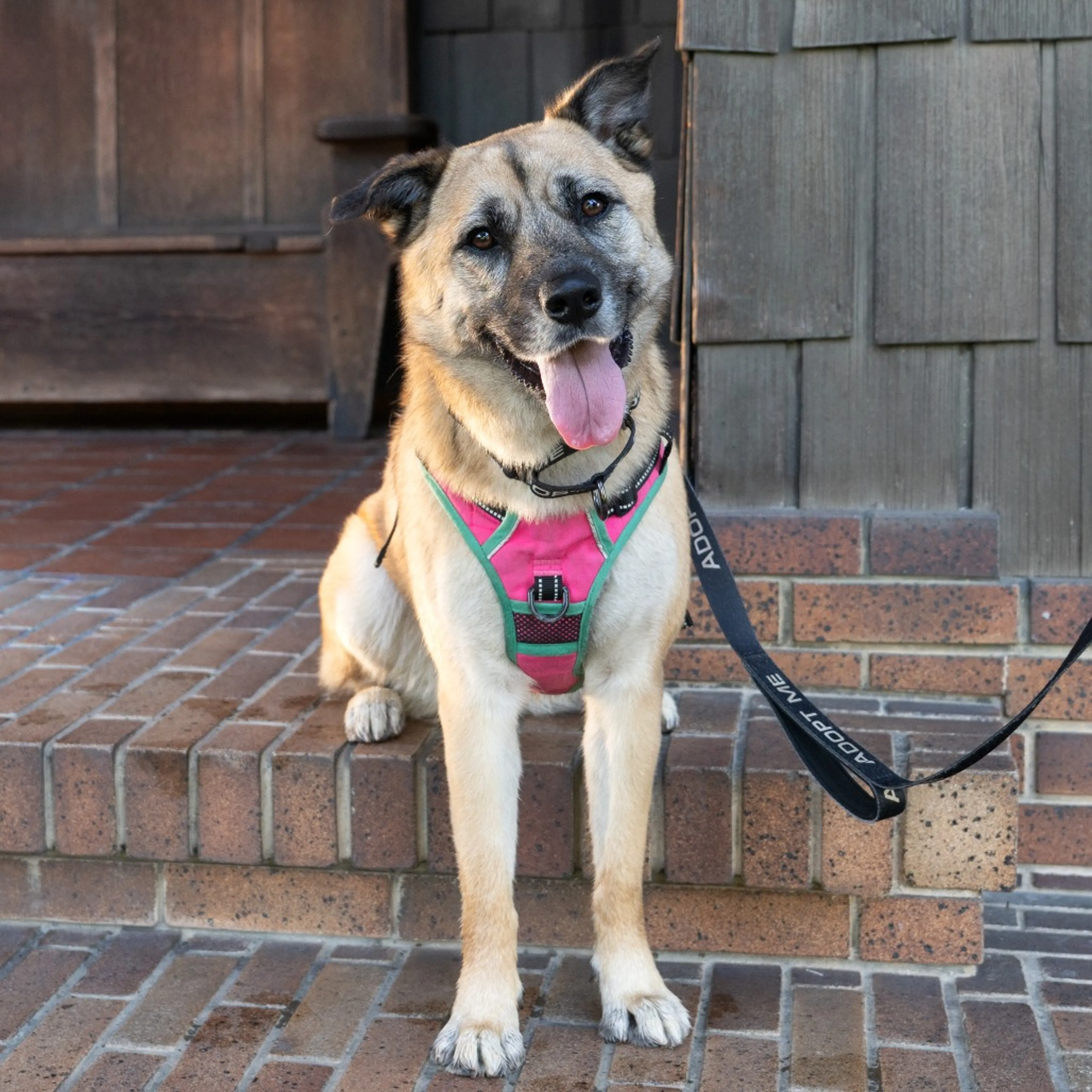 Found pet-3