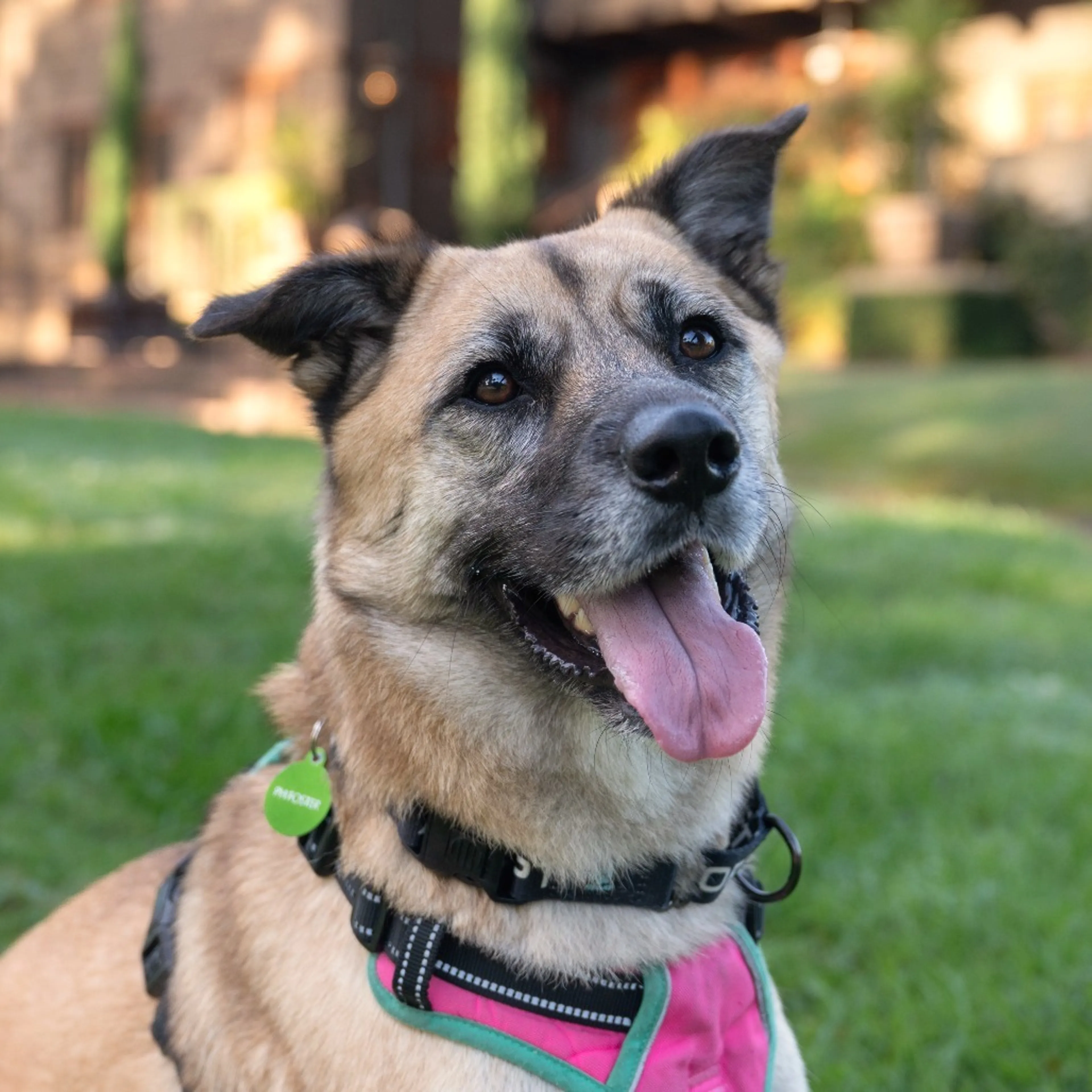 Found pet-4
