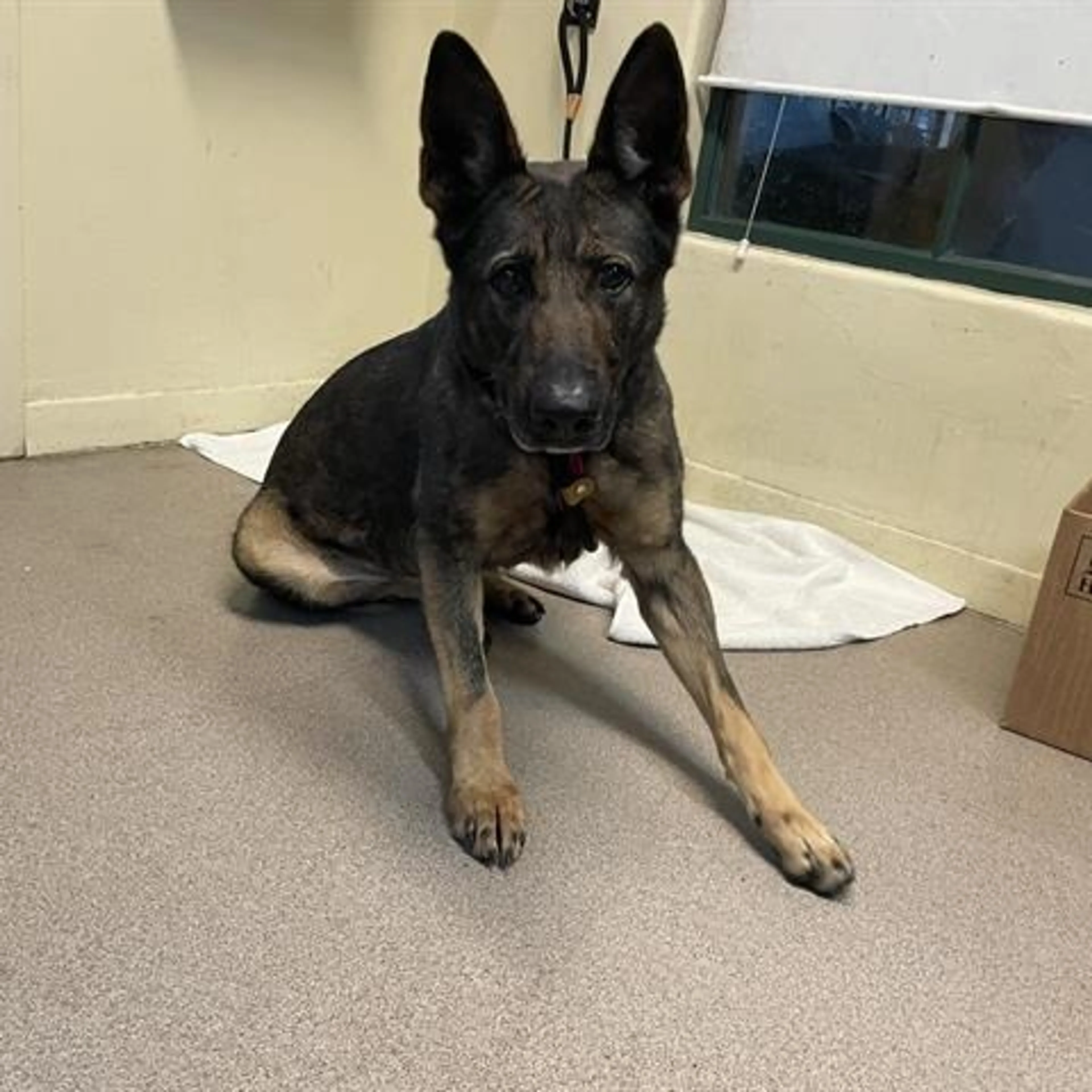 Found pet-1