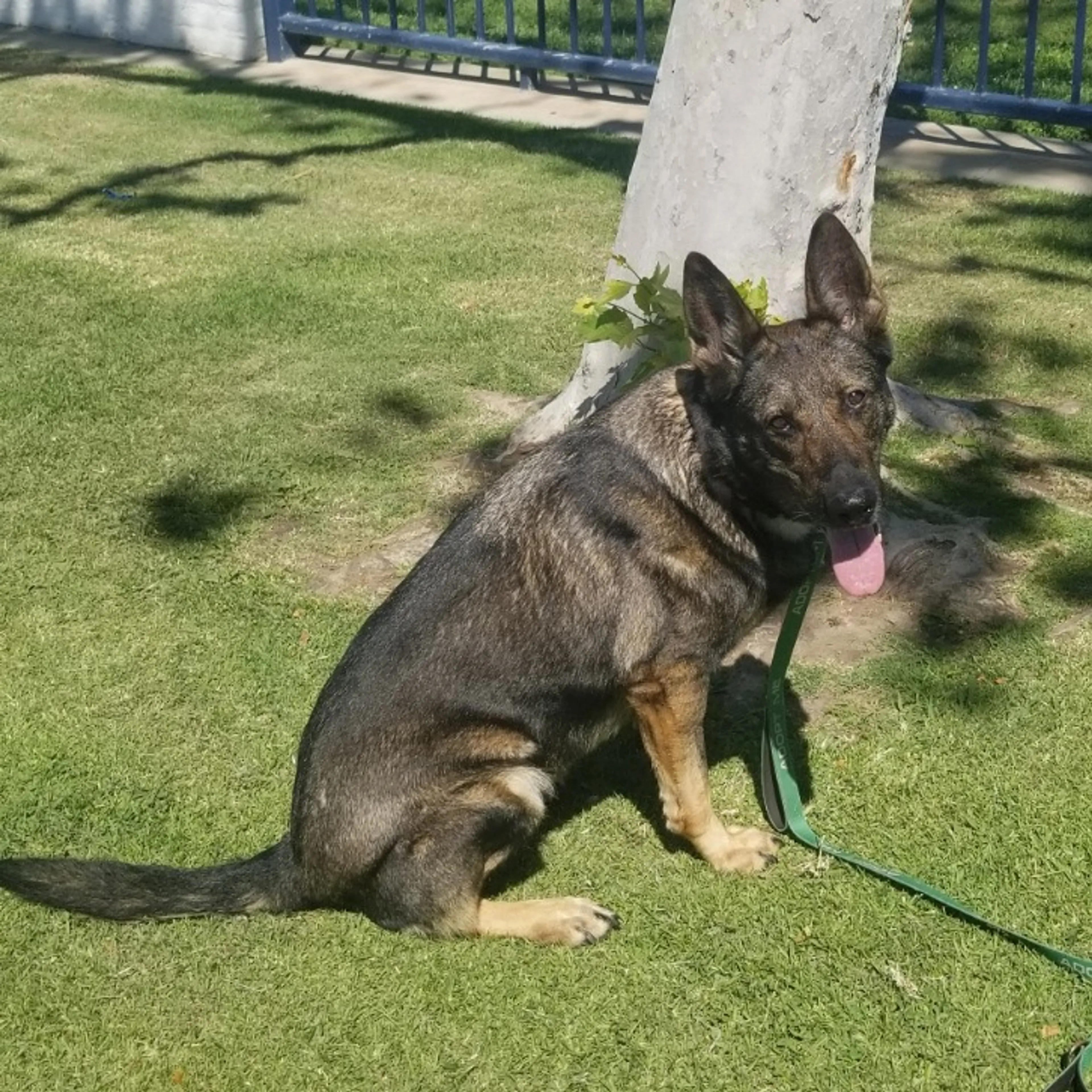 Found pet-2