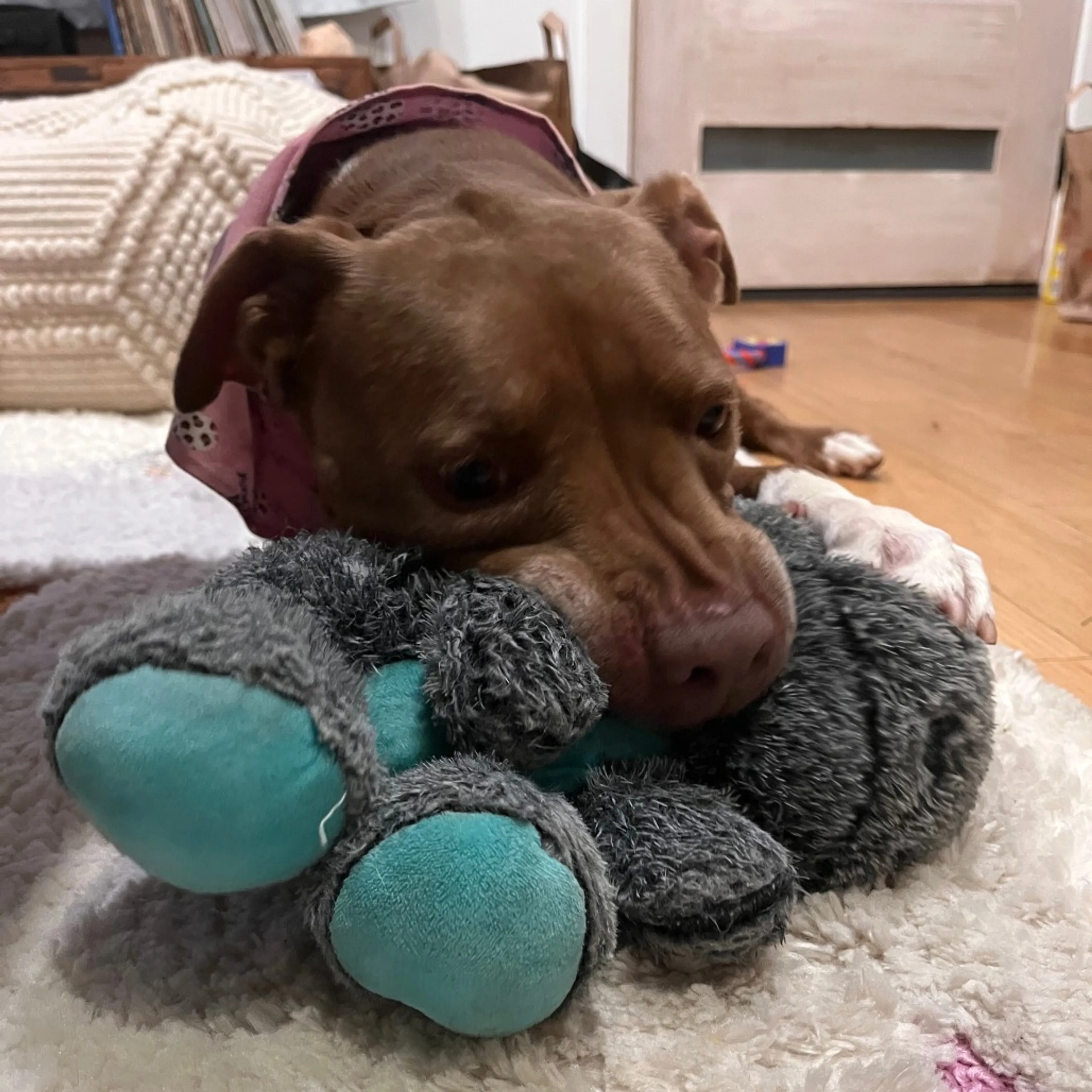 Found pet-5
