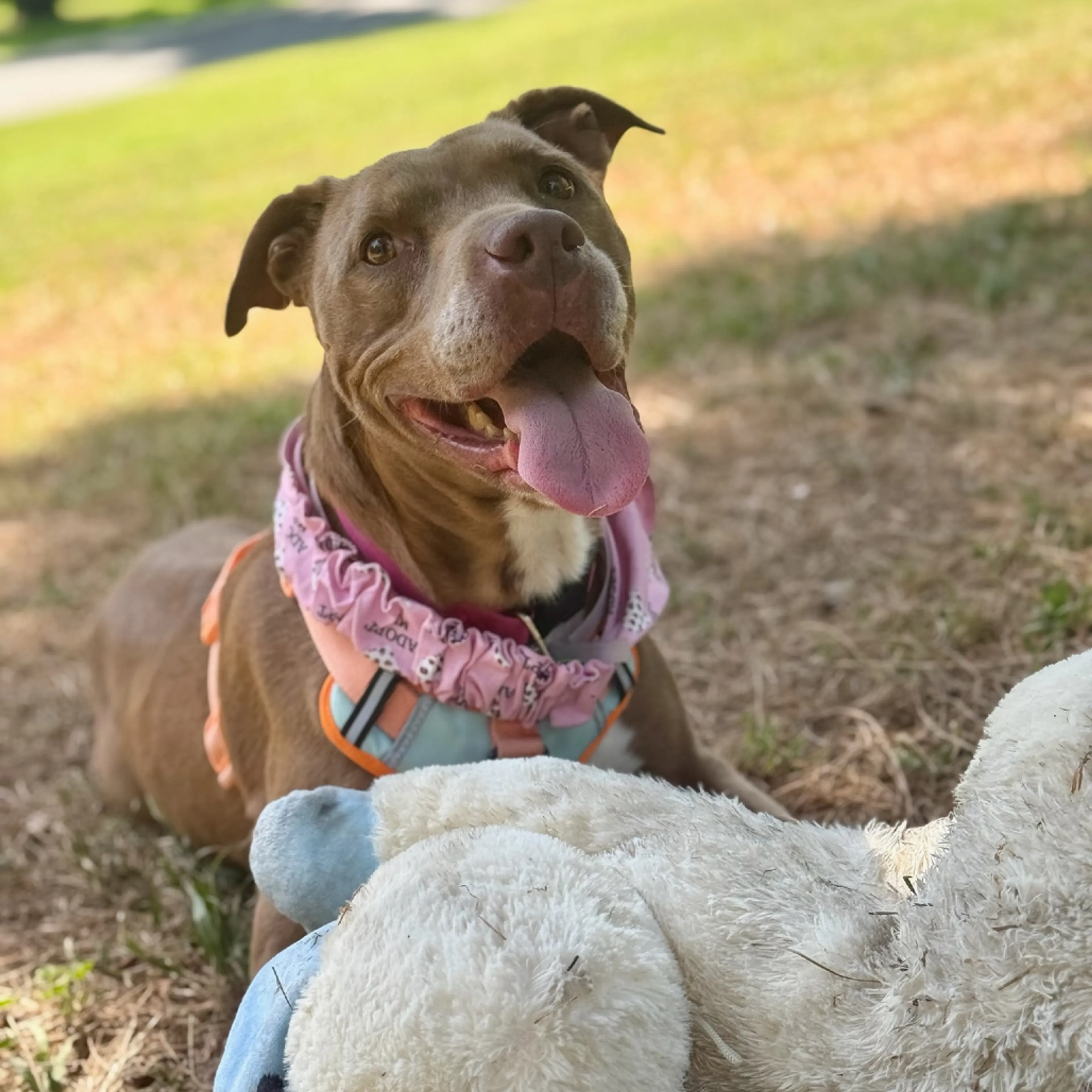 Found pet-2