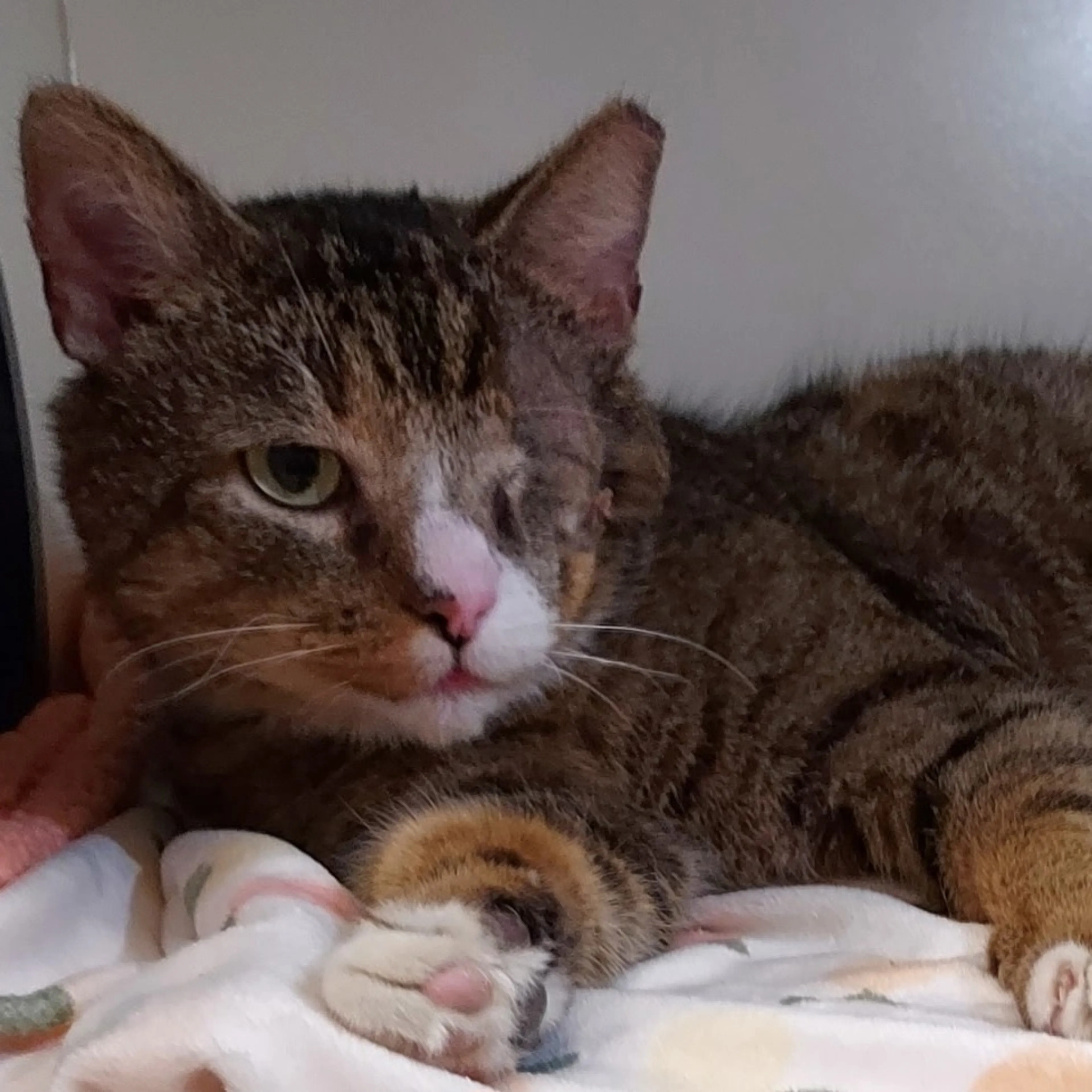 Found pet-1