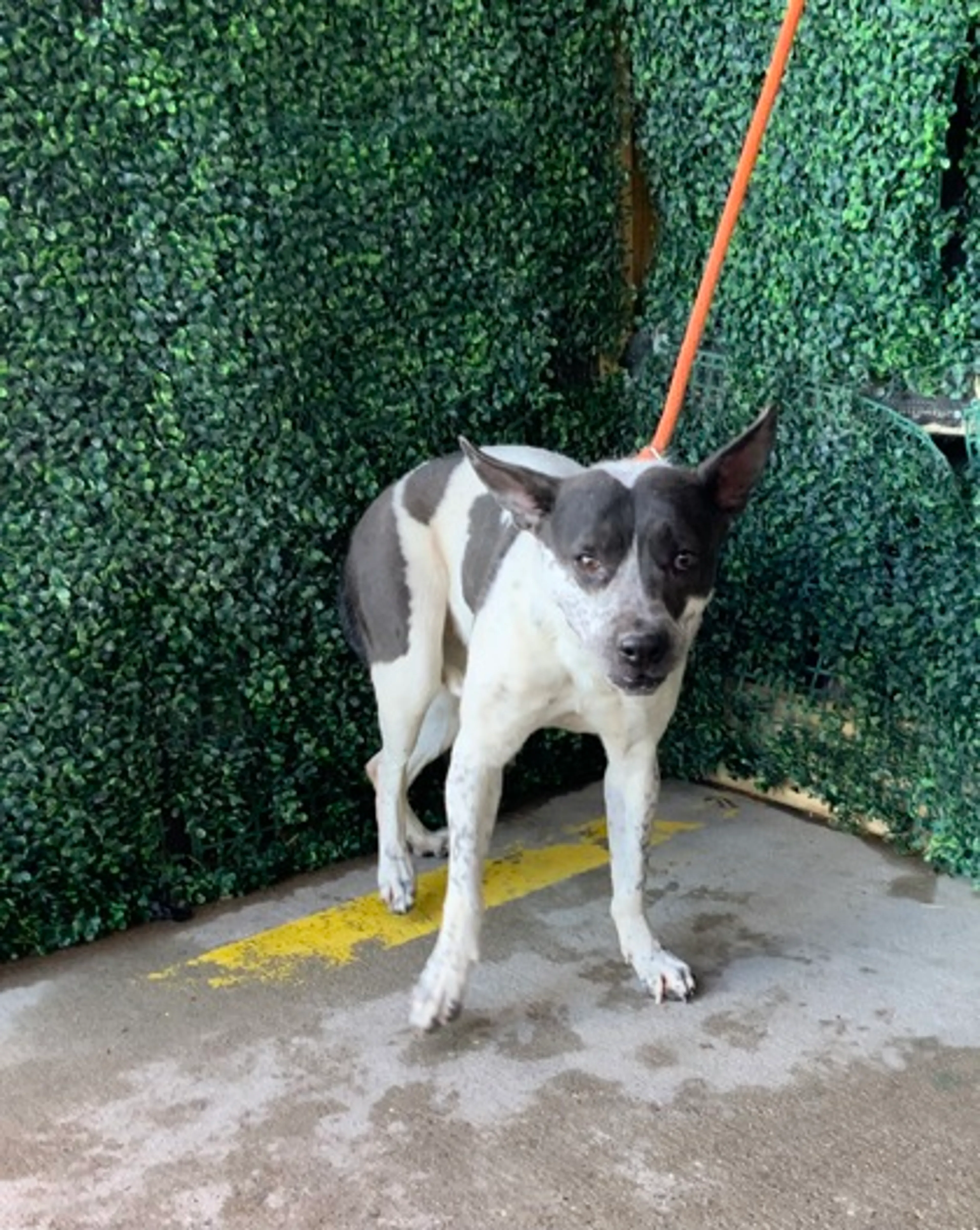 Found pet
