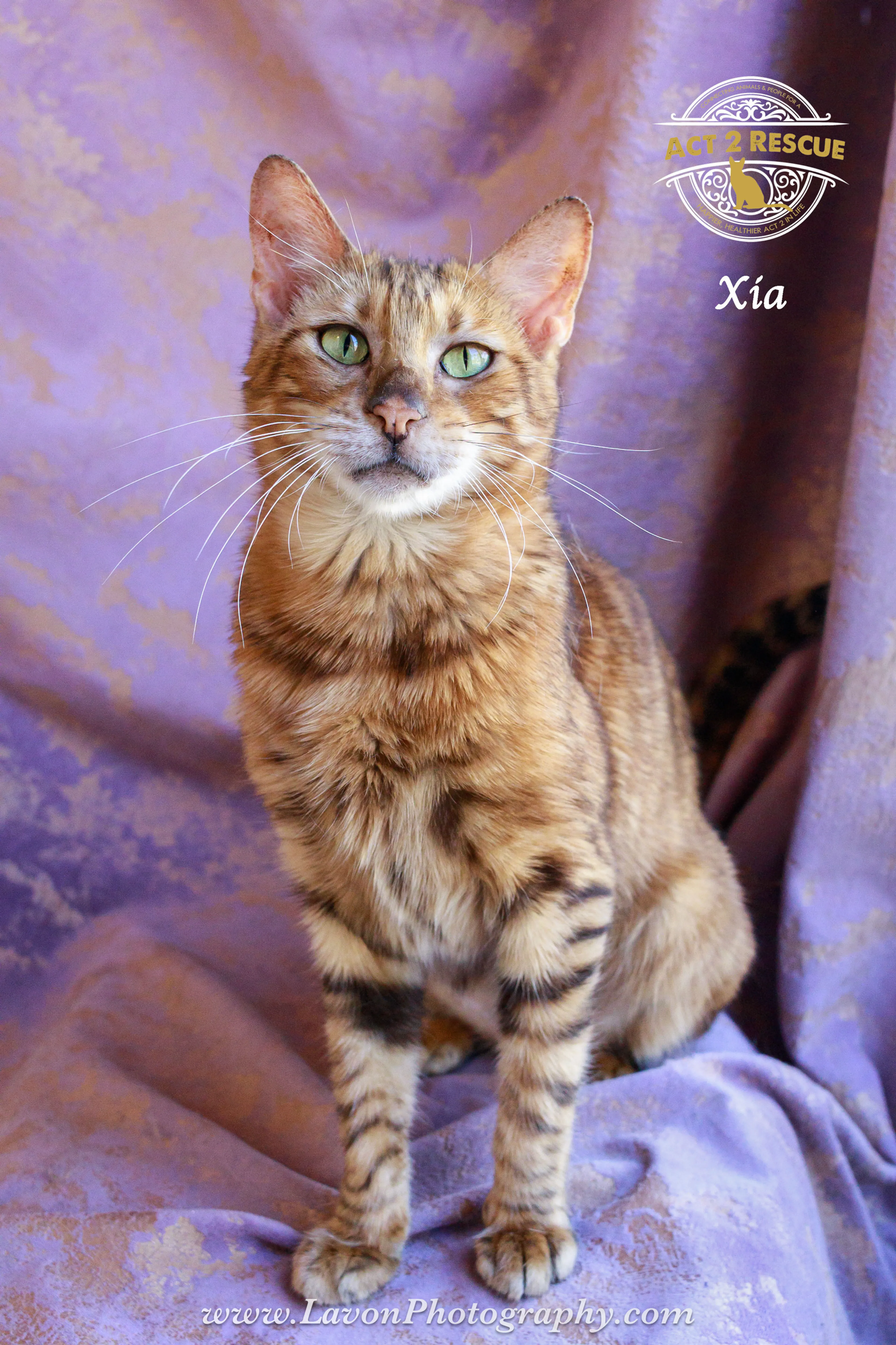 Found pet-1