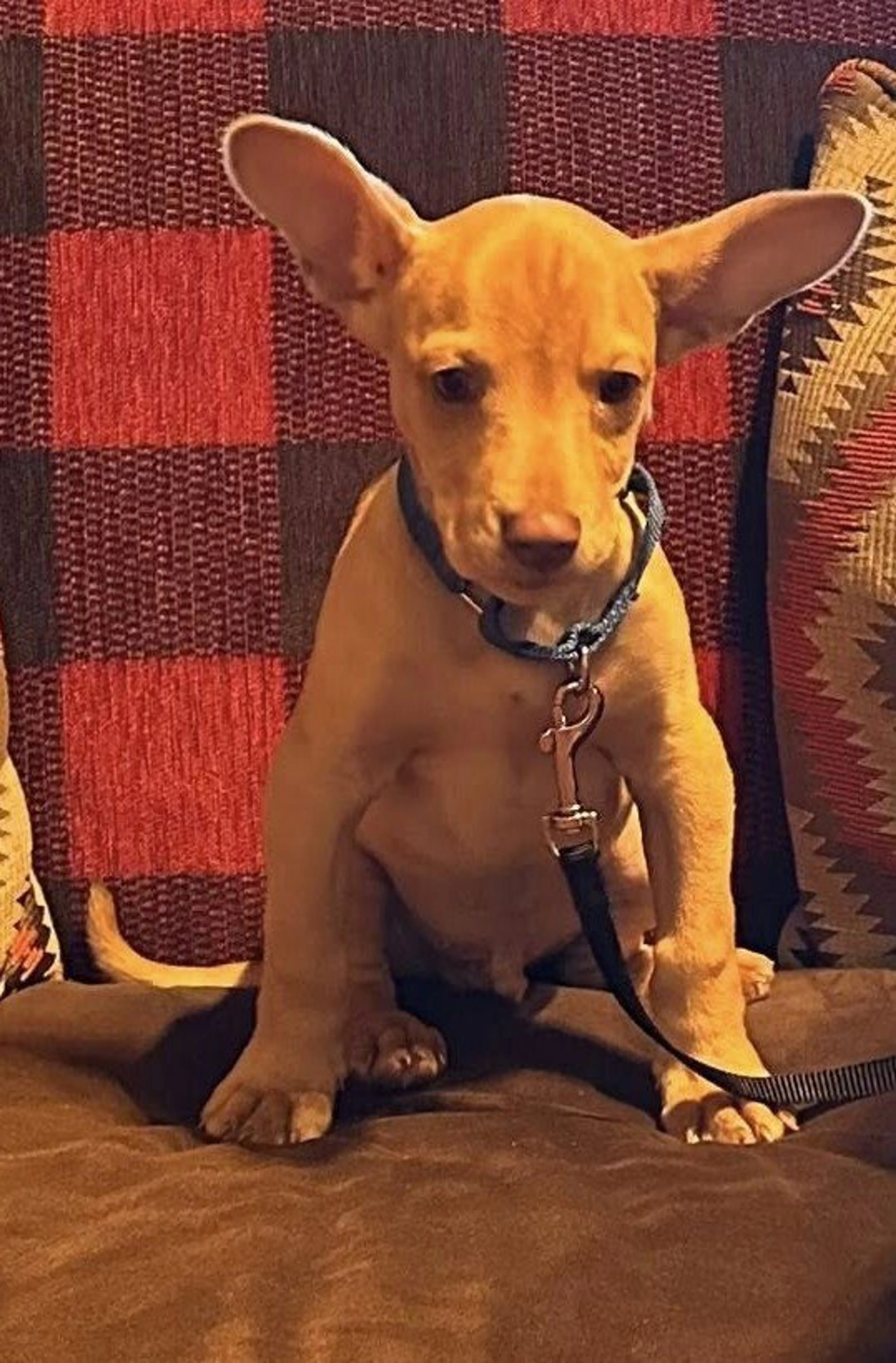 Found pet-2