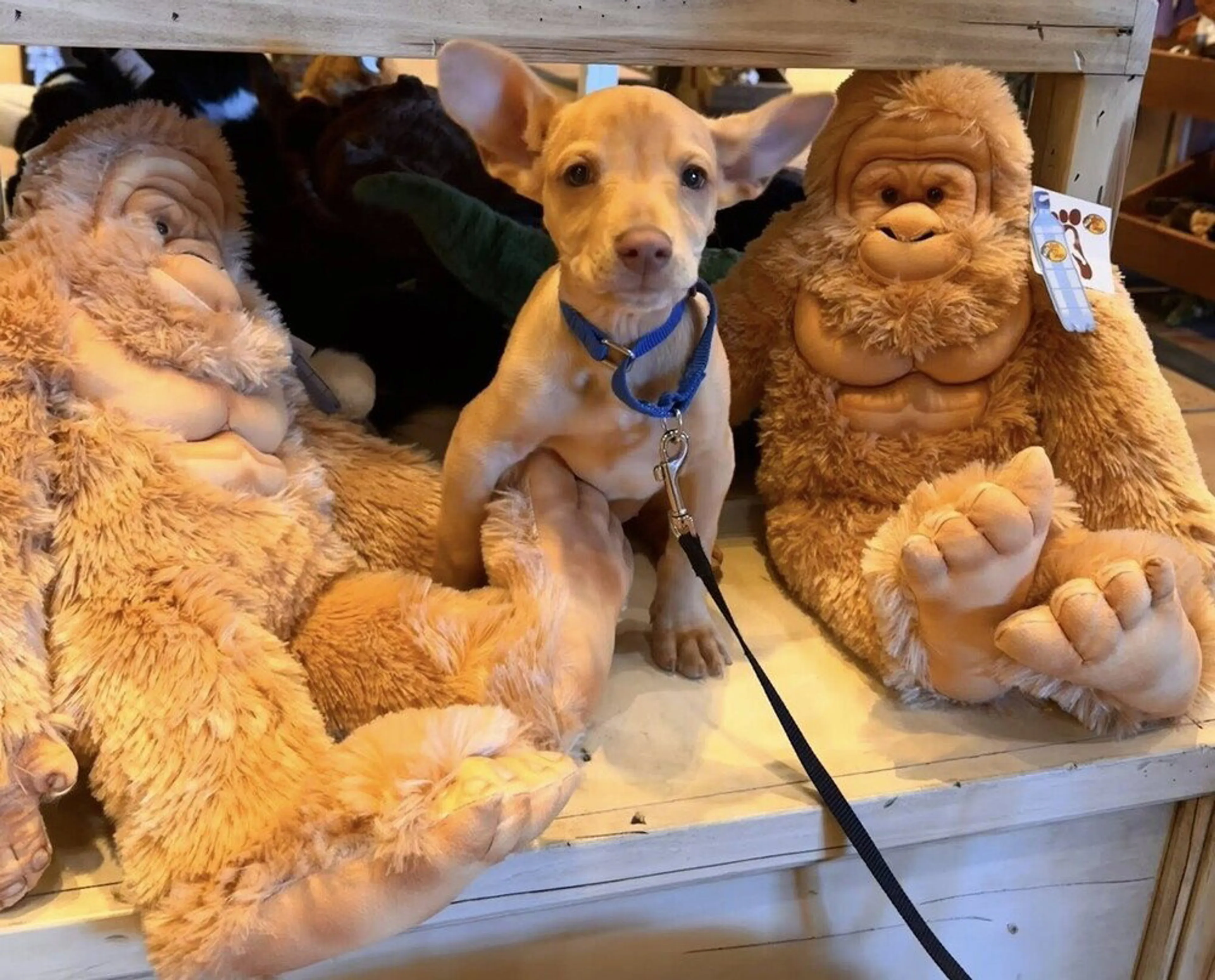 Found pet-3