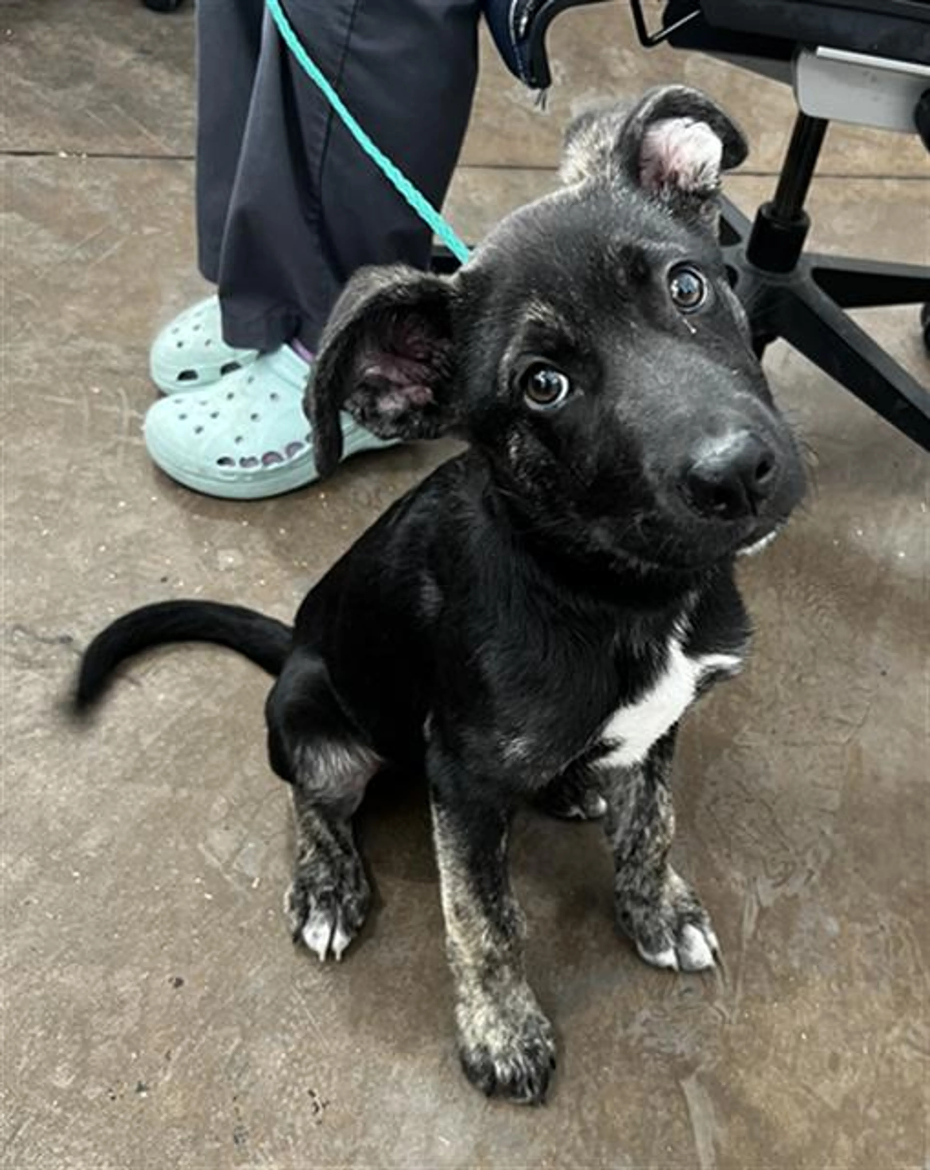 Found pet