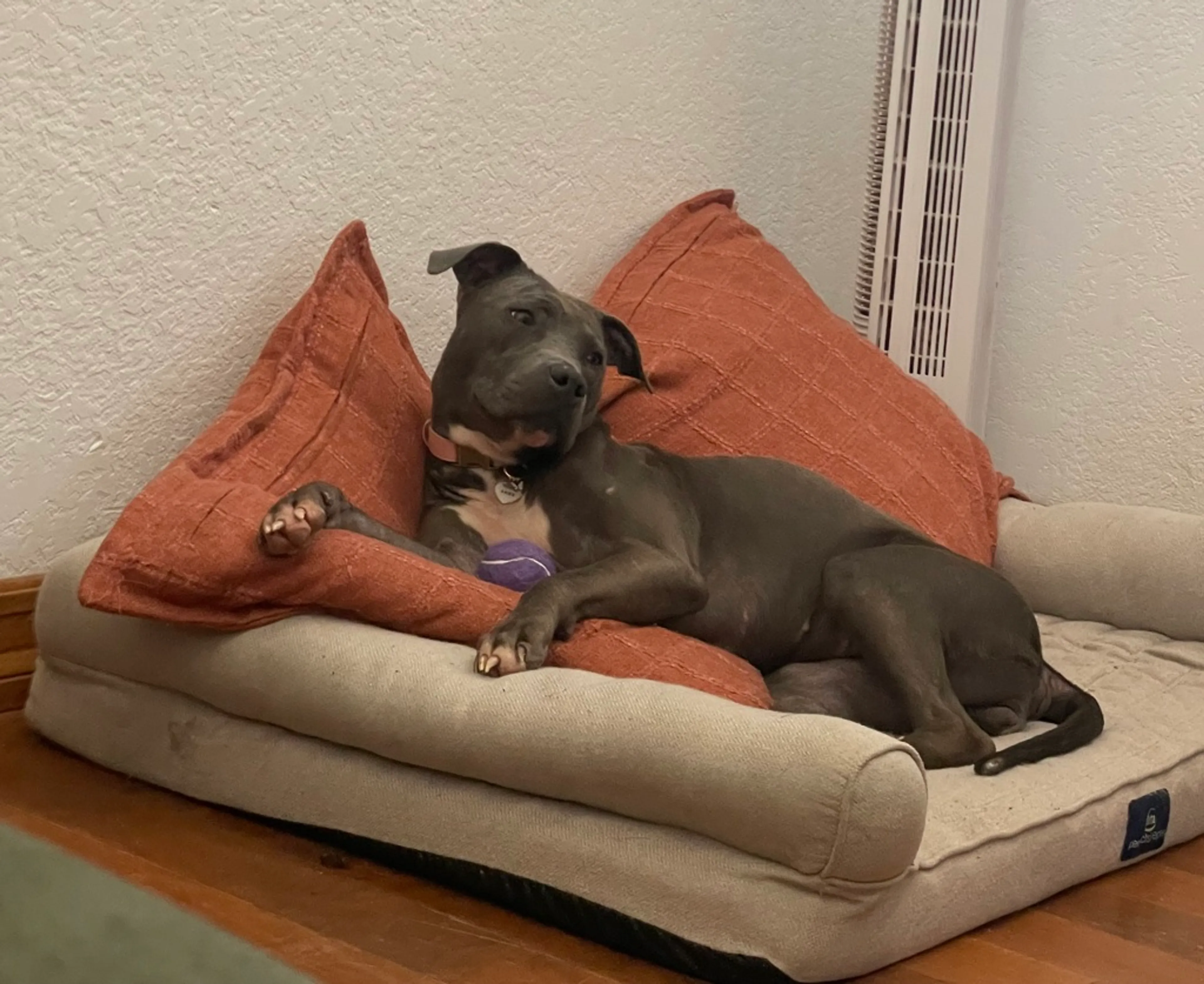 Found pet-5