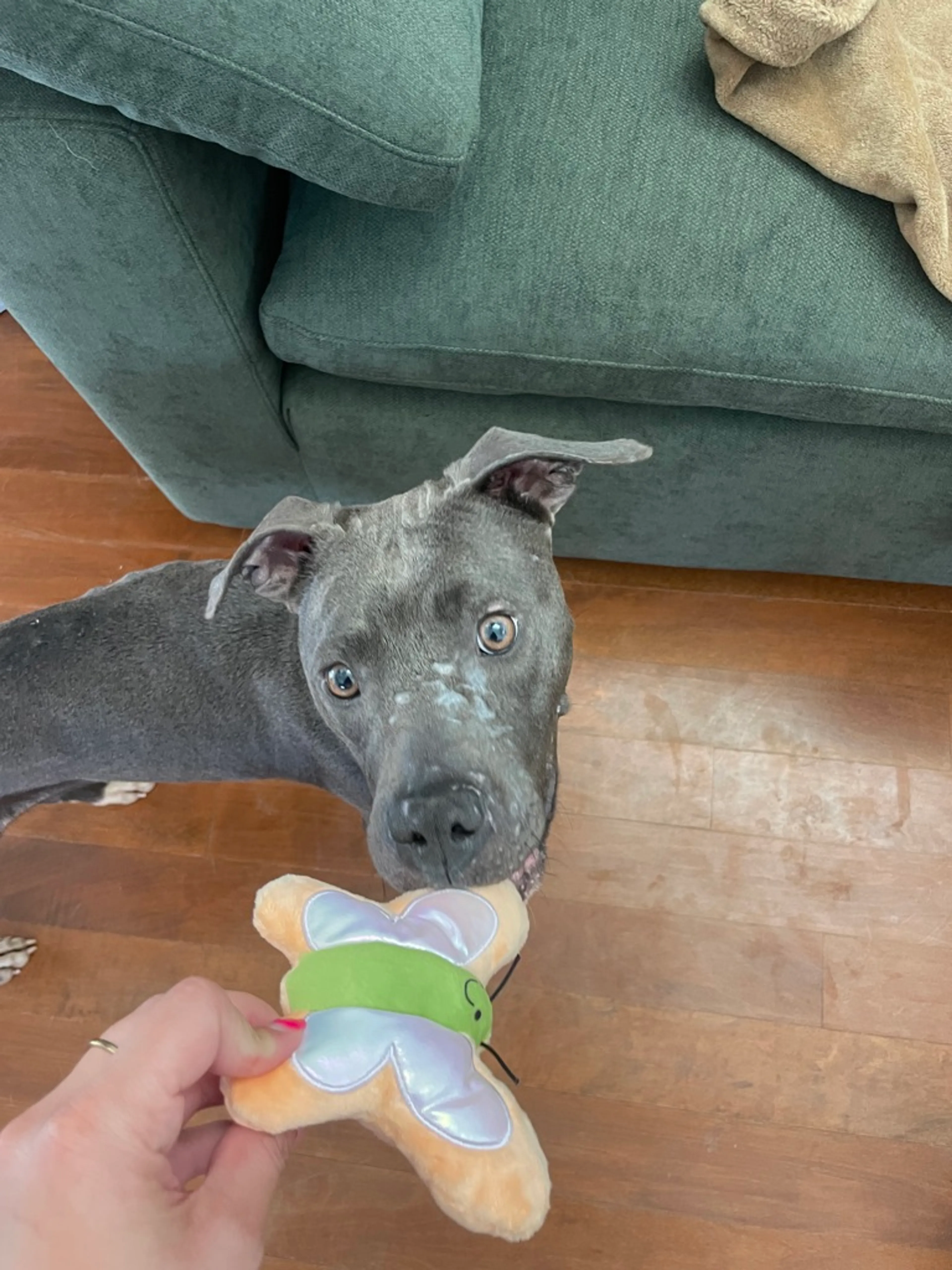Found pet-2
