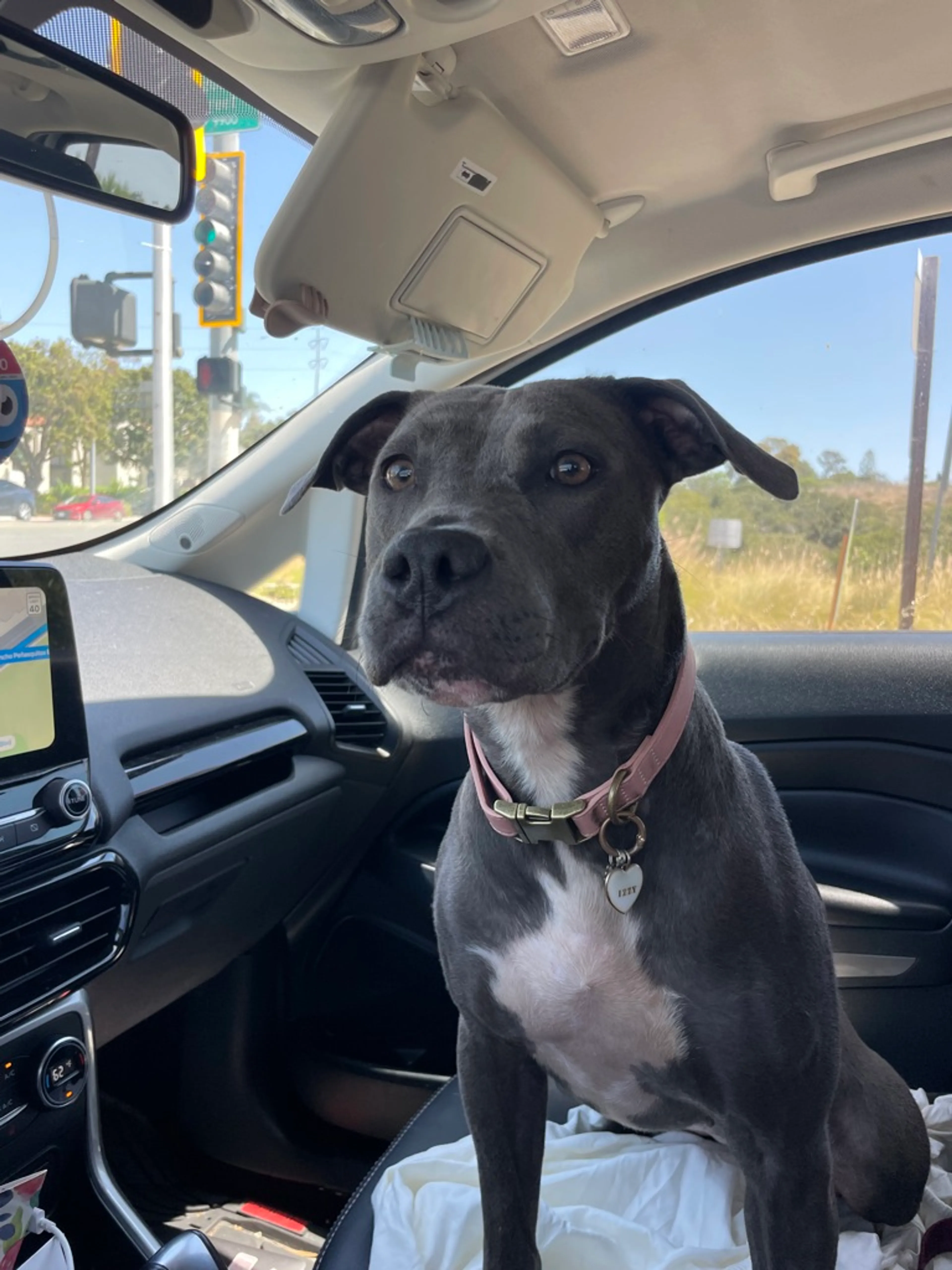 Found pet-4
