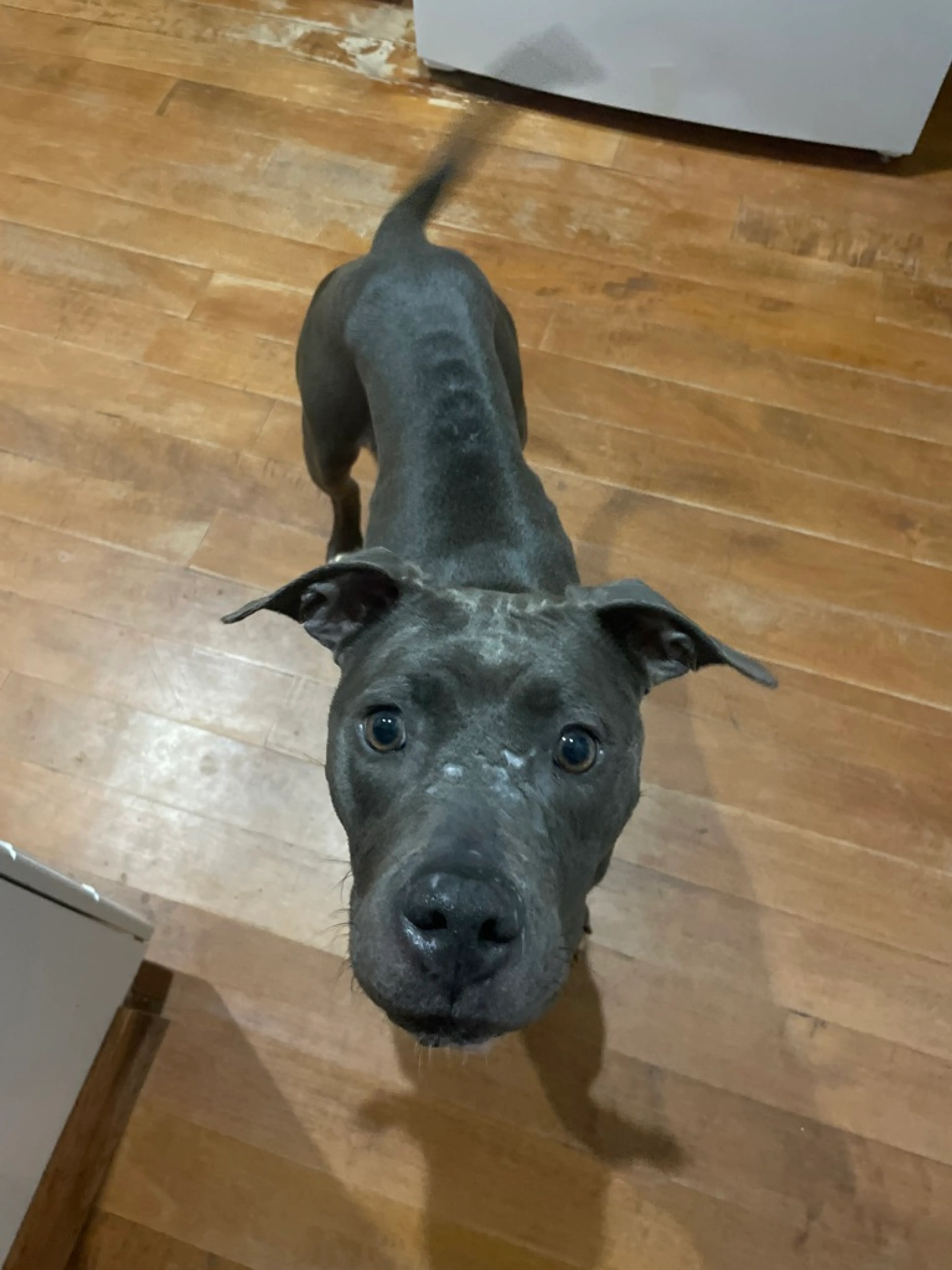 Found pet-1