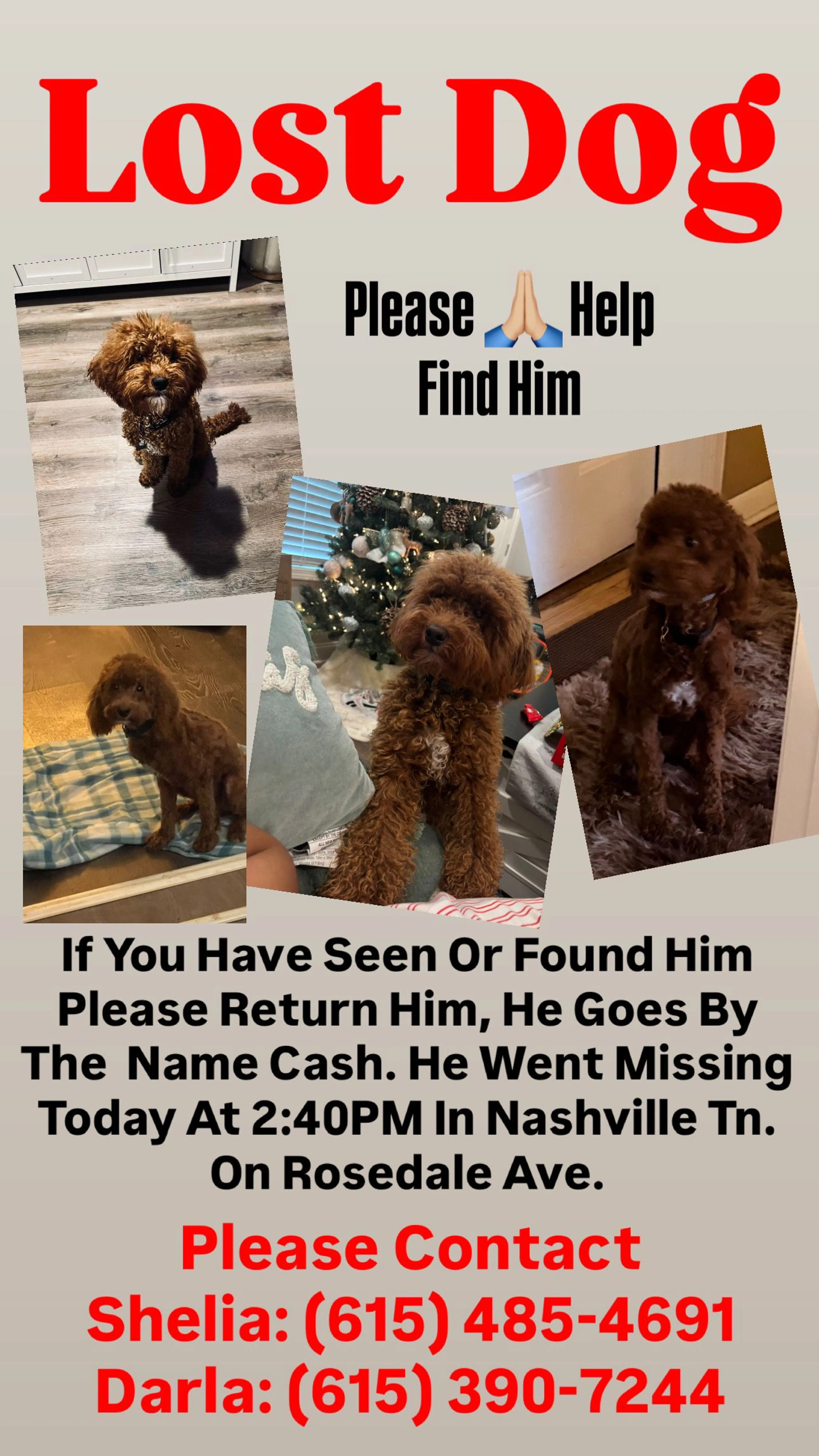Lost pet