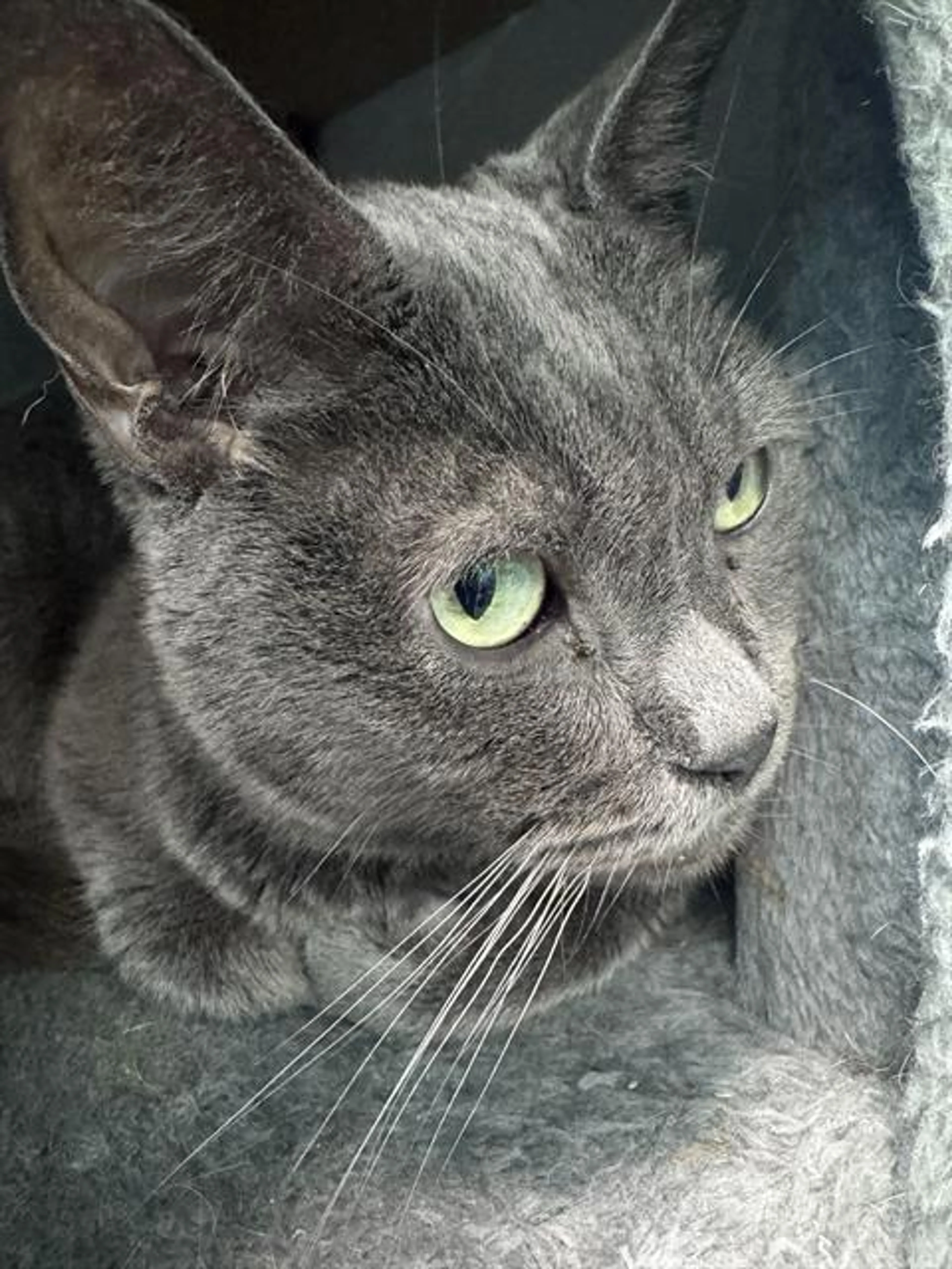 Found pet