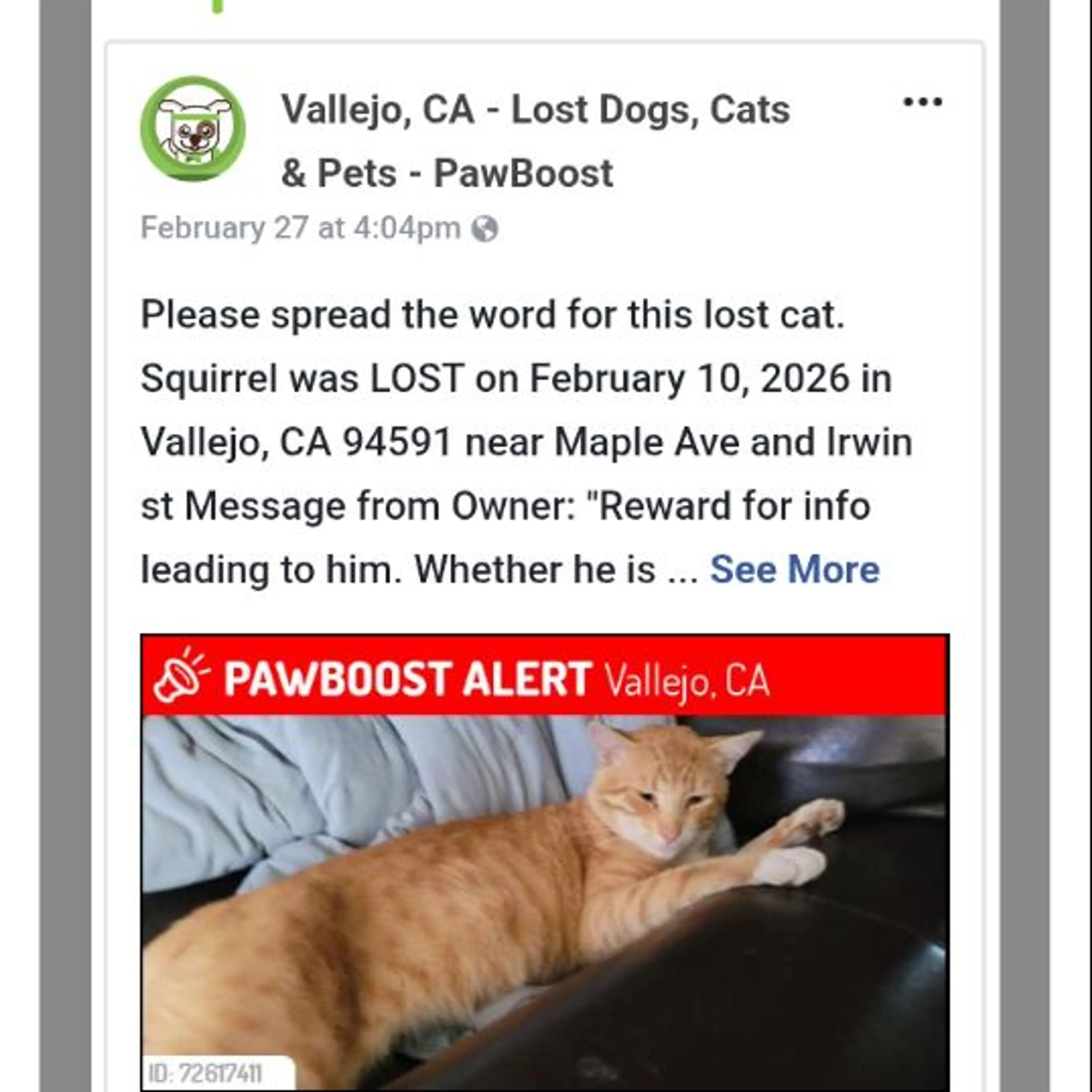 Lost pet