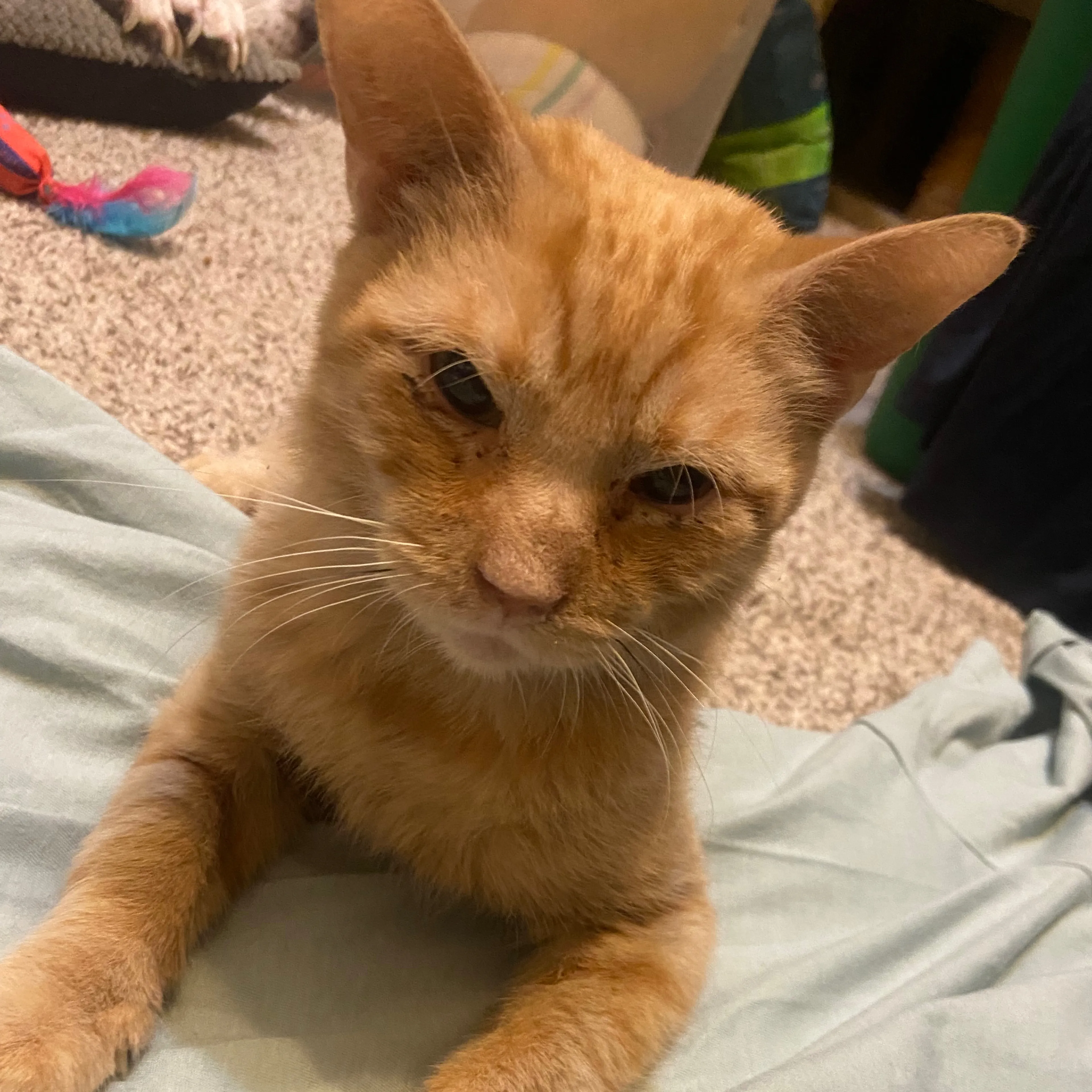 Lost pet-2
