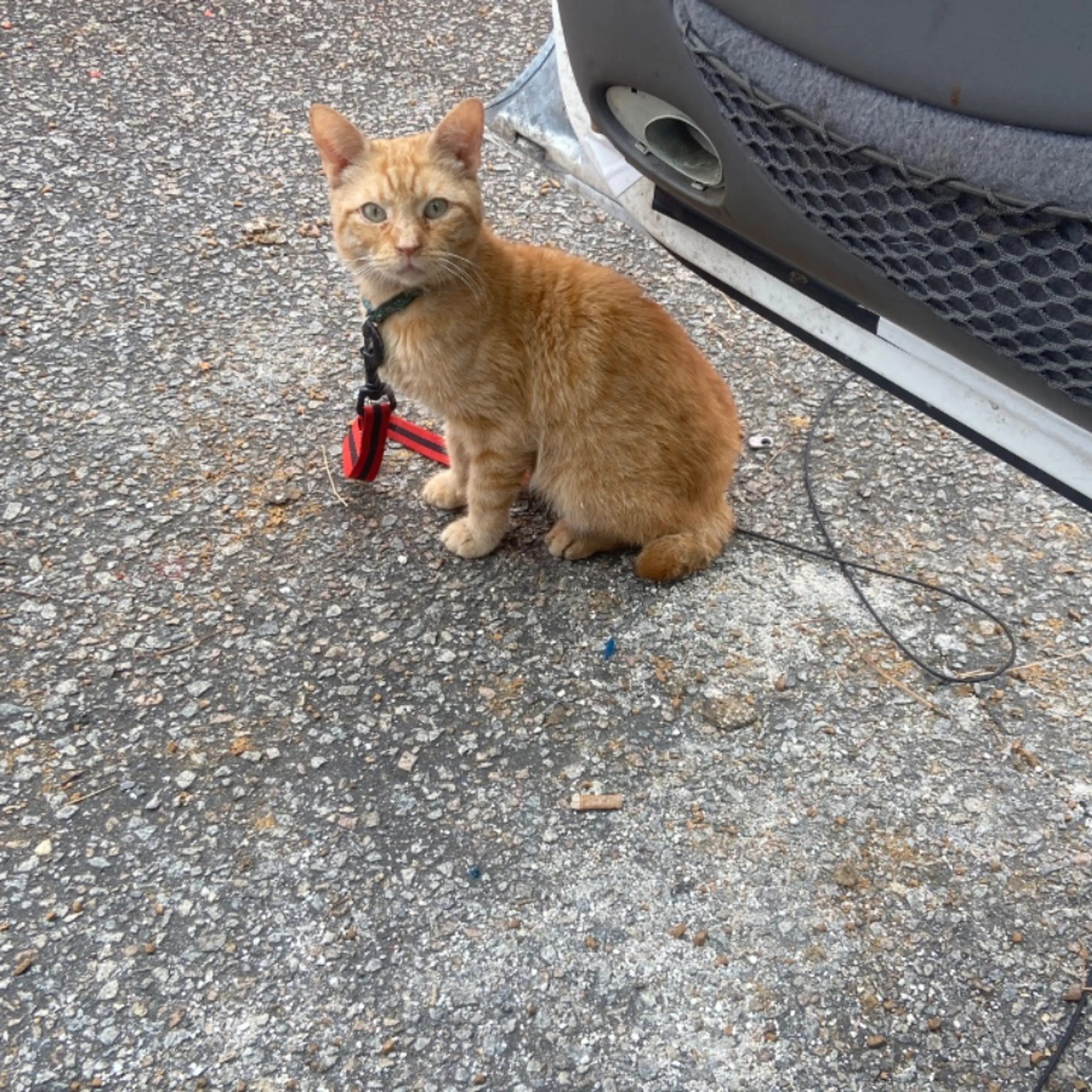 Lost pet-0