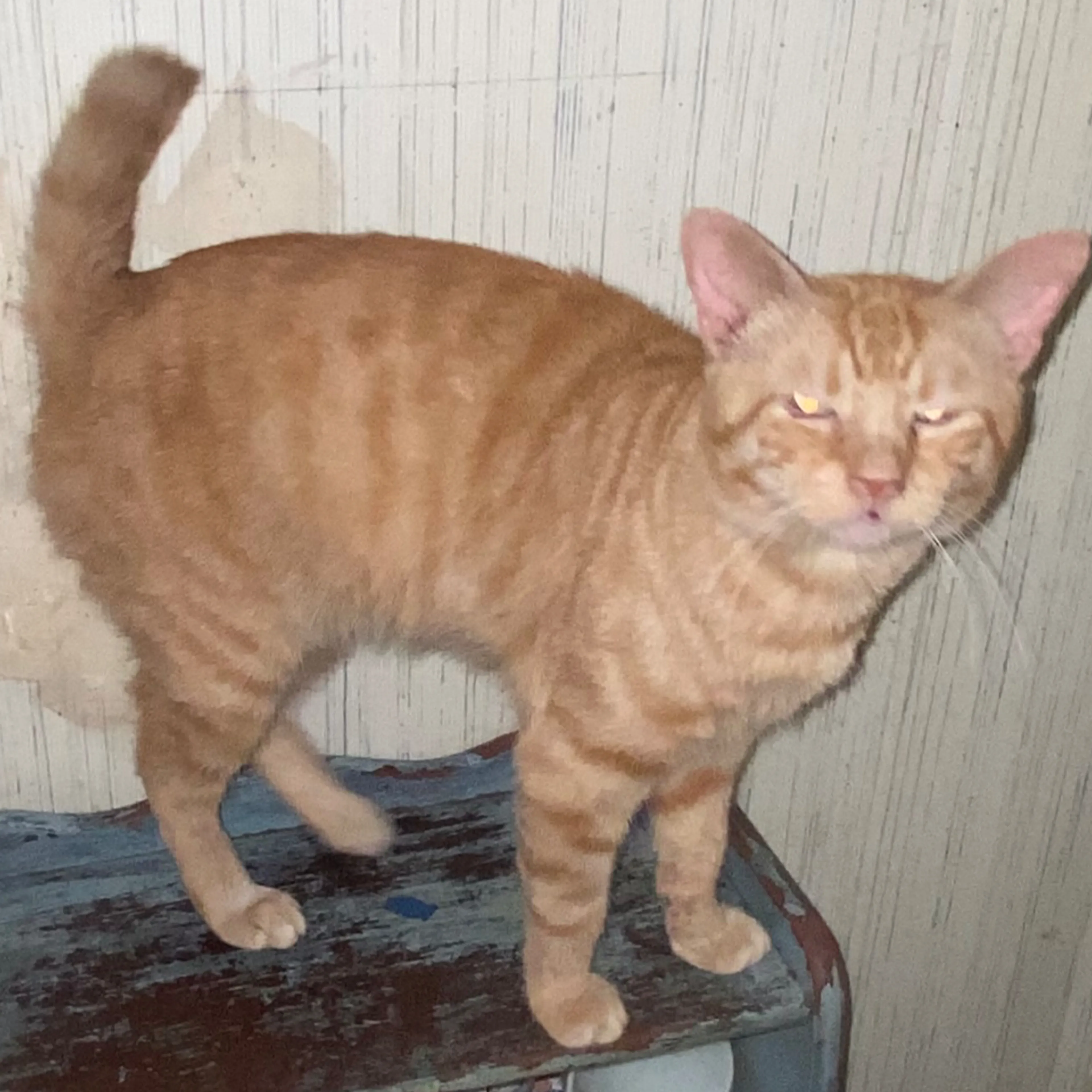 Lost pet-1