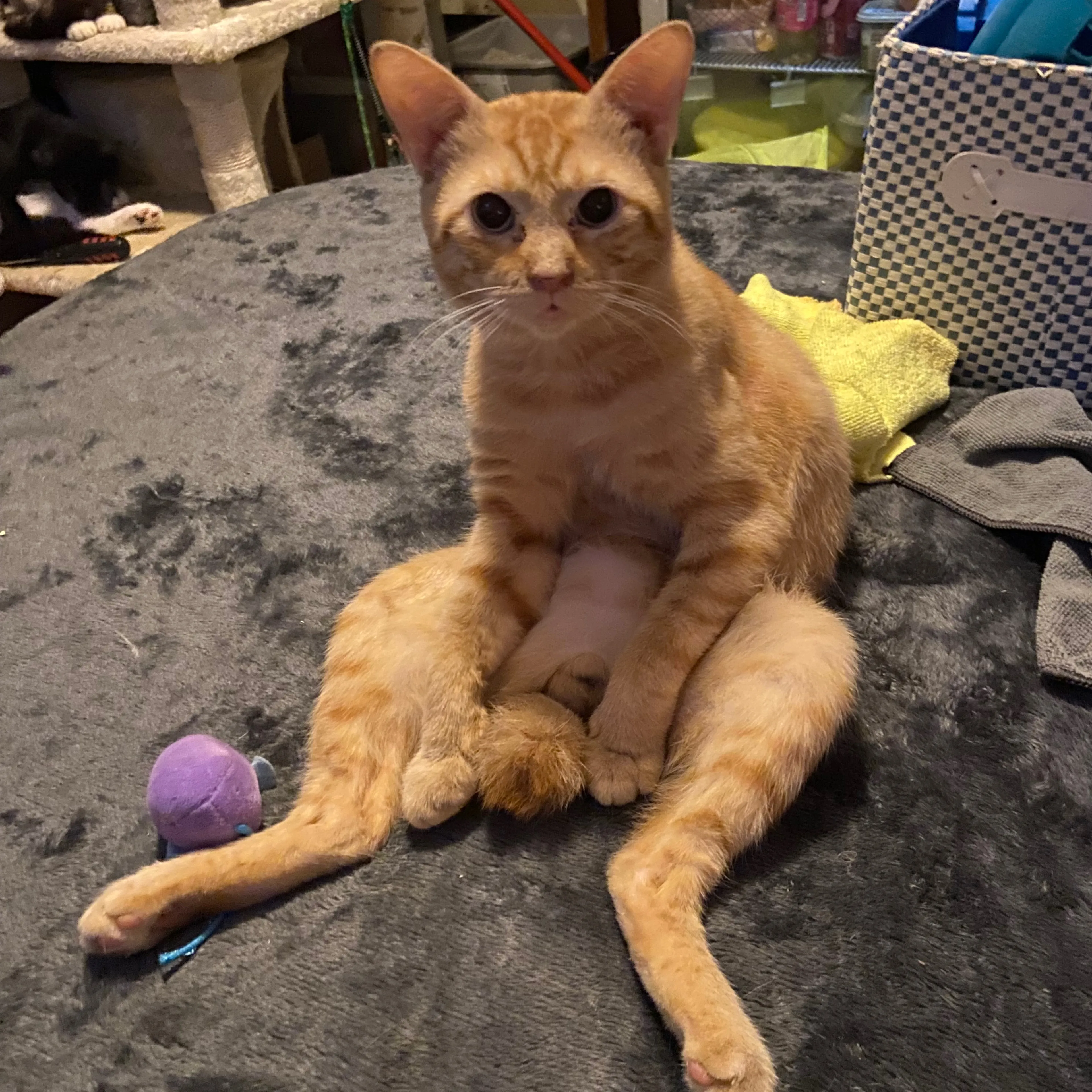 Lost pet-3