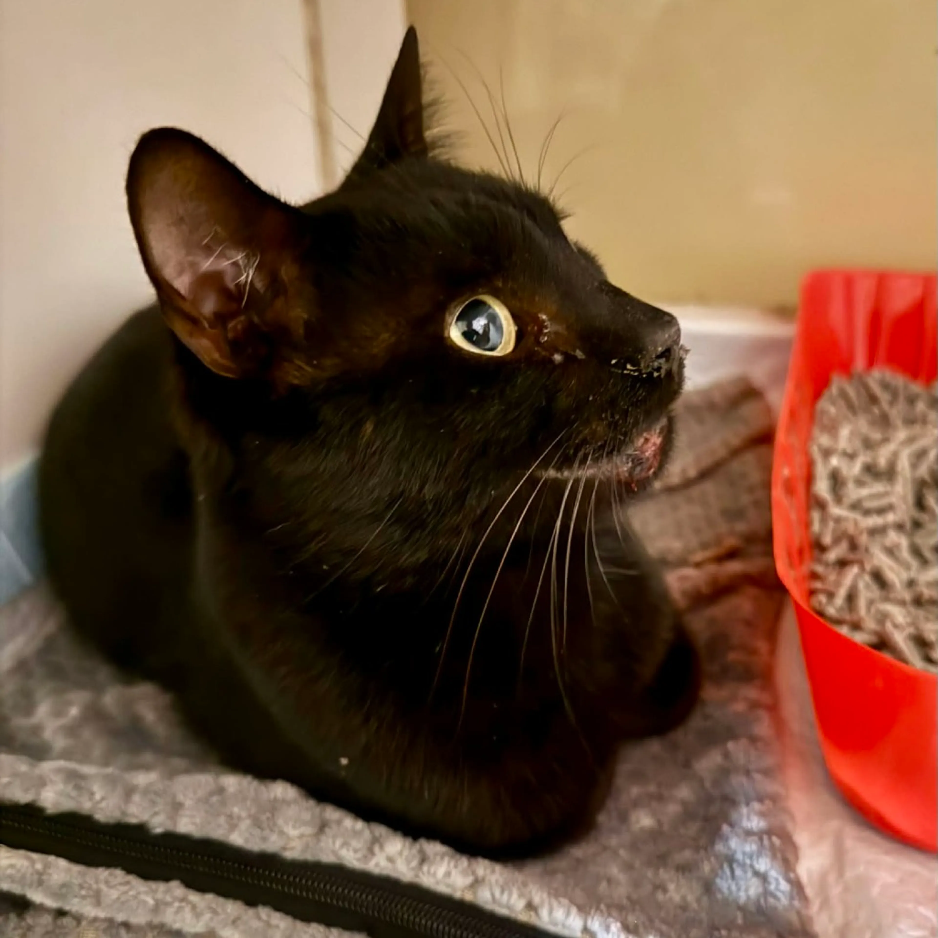 Found pet-1
