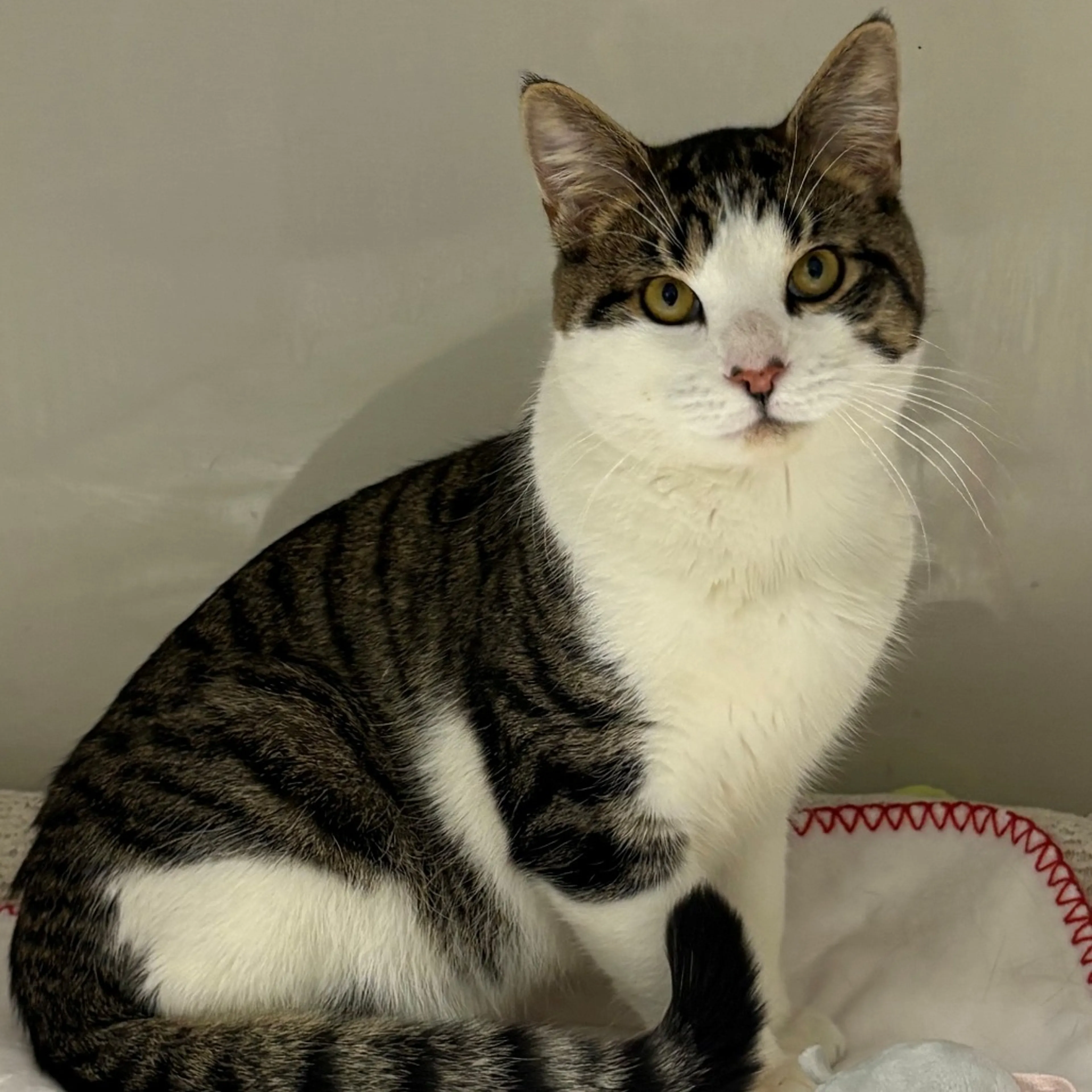 Found pet-8