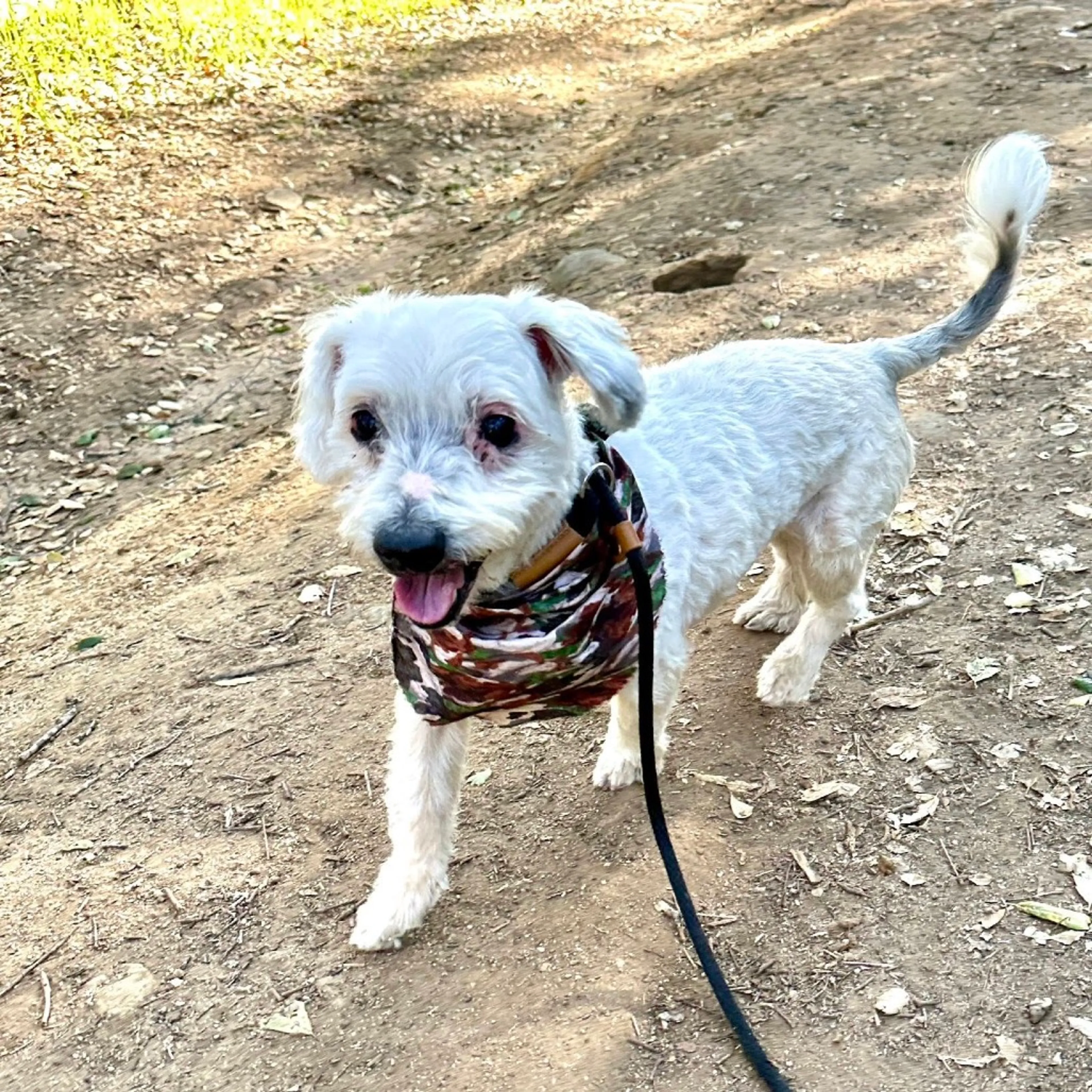 Found pet-2