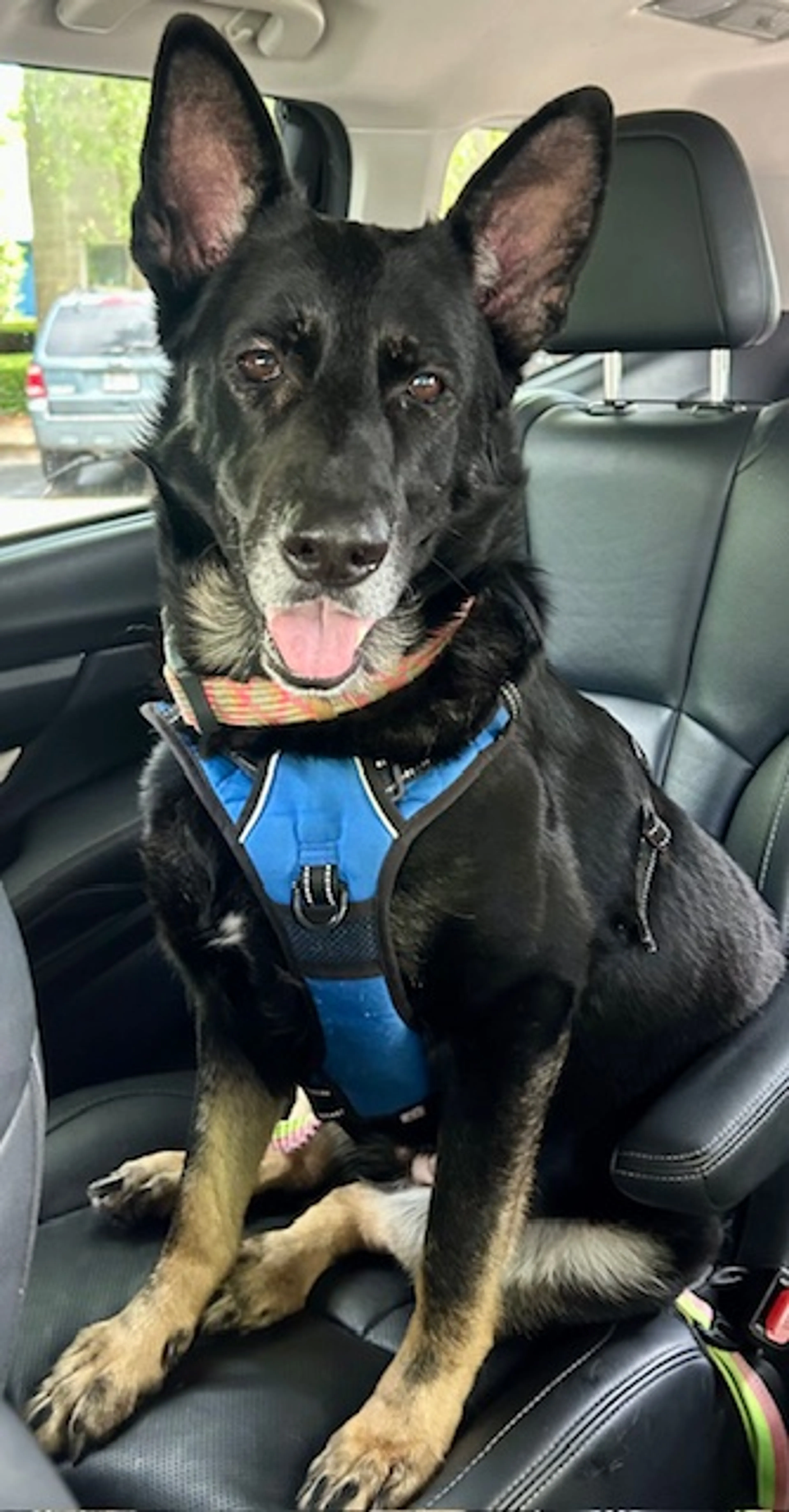 Found pet