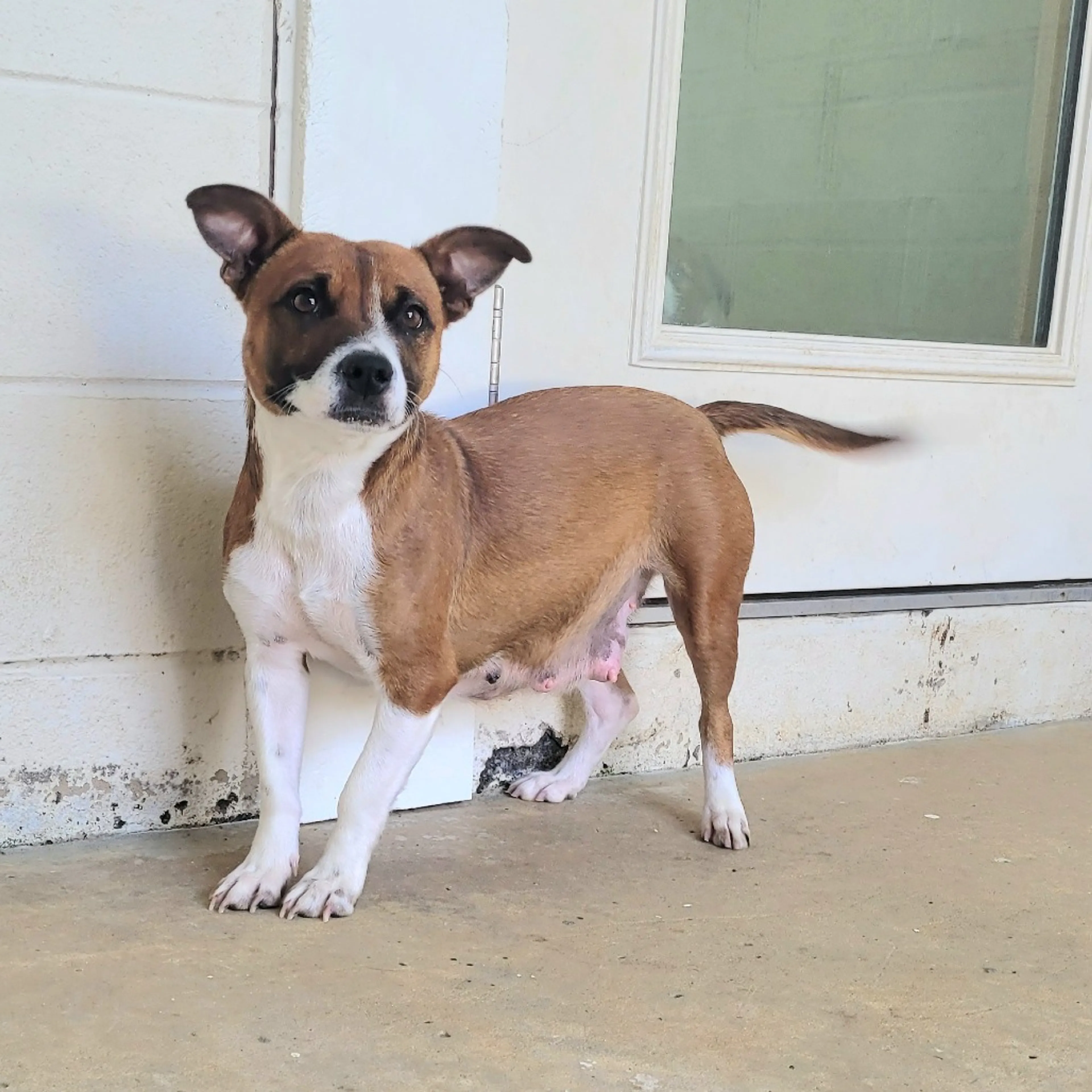 Found pet-2