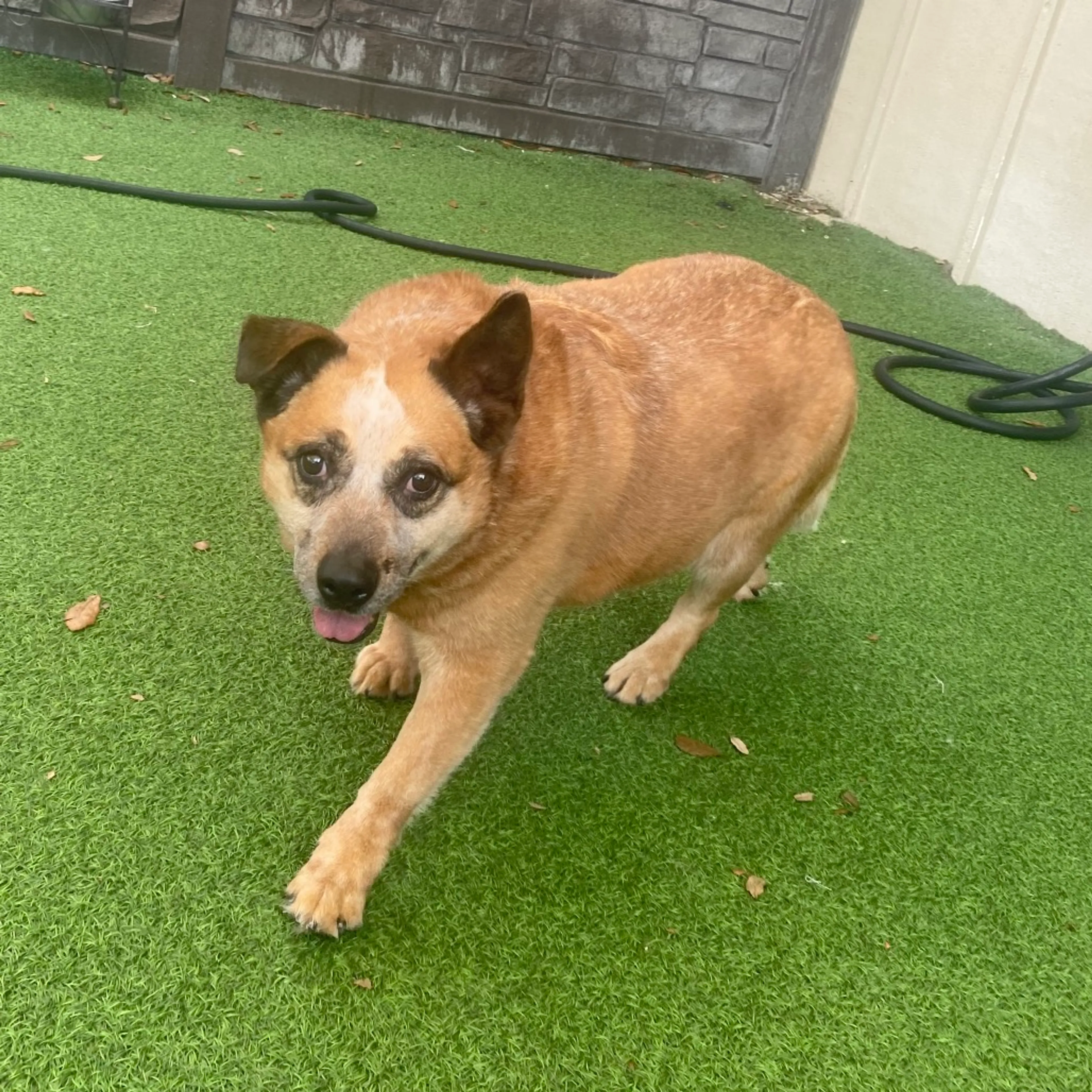 Found pet-2