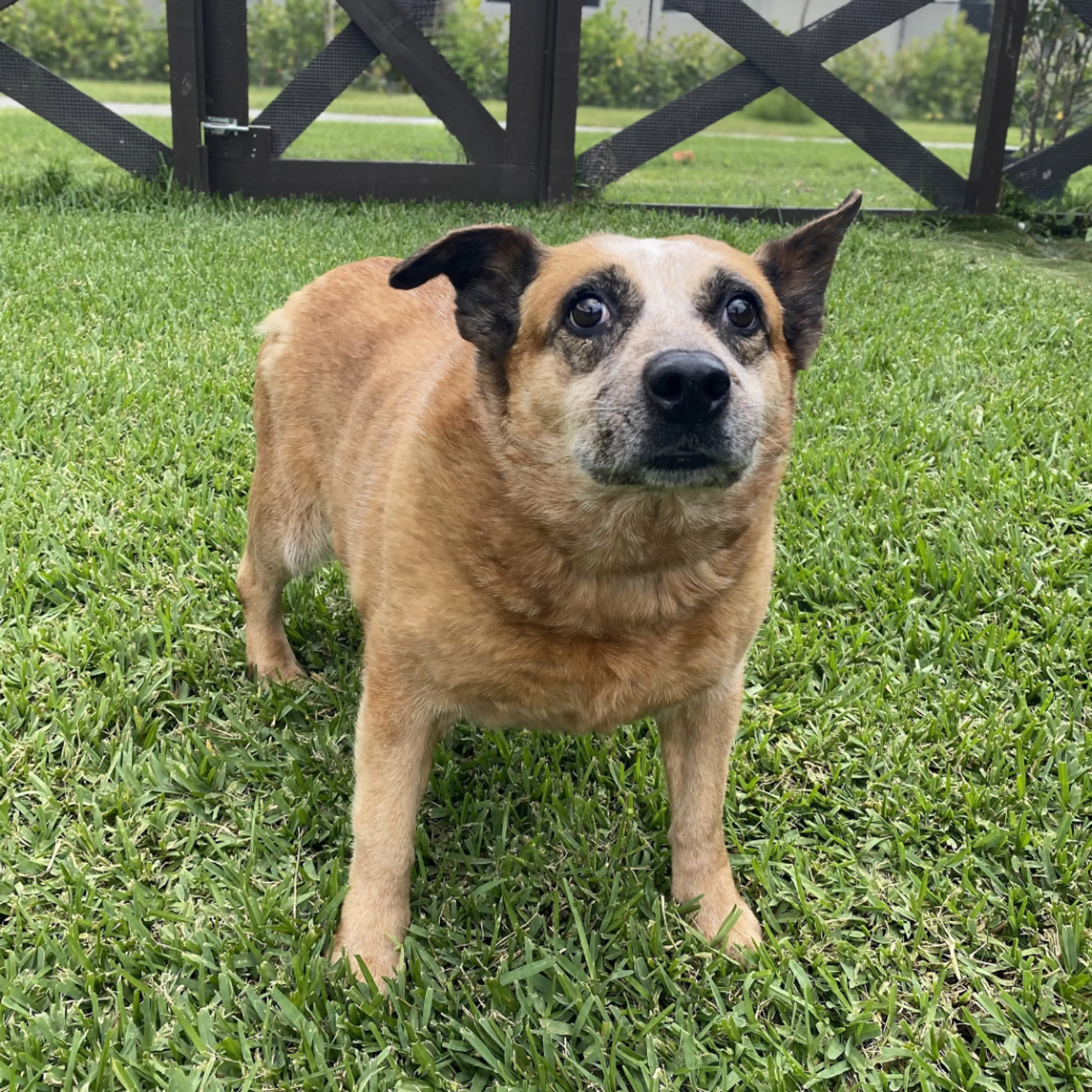 Found pet-4