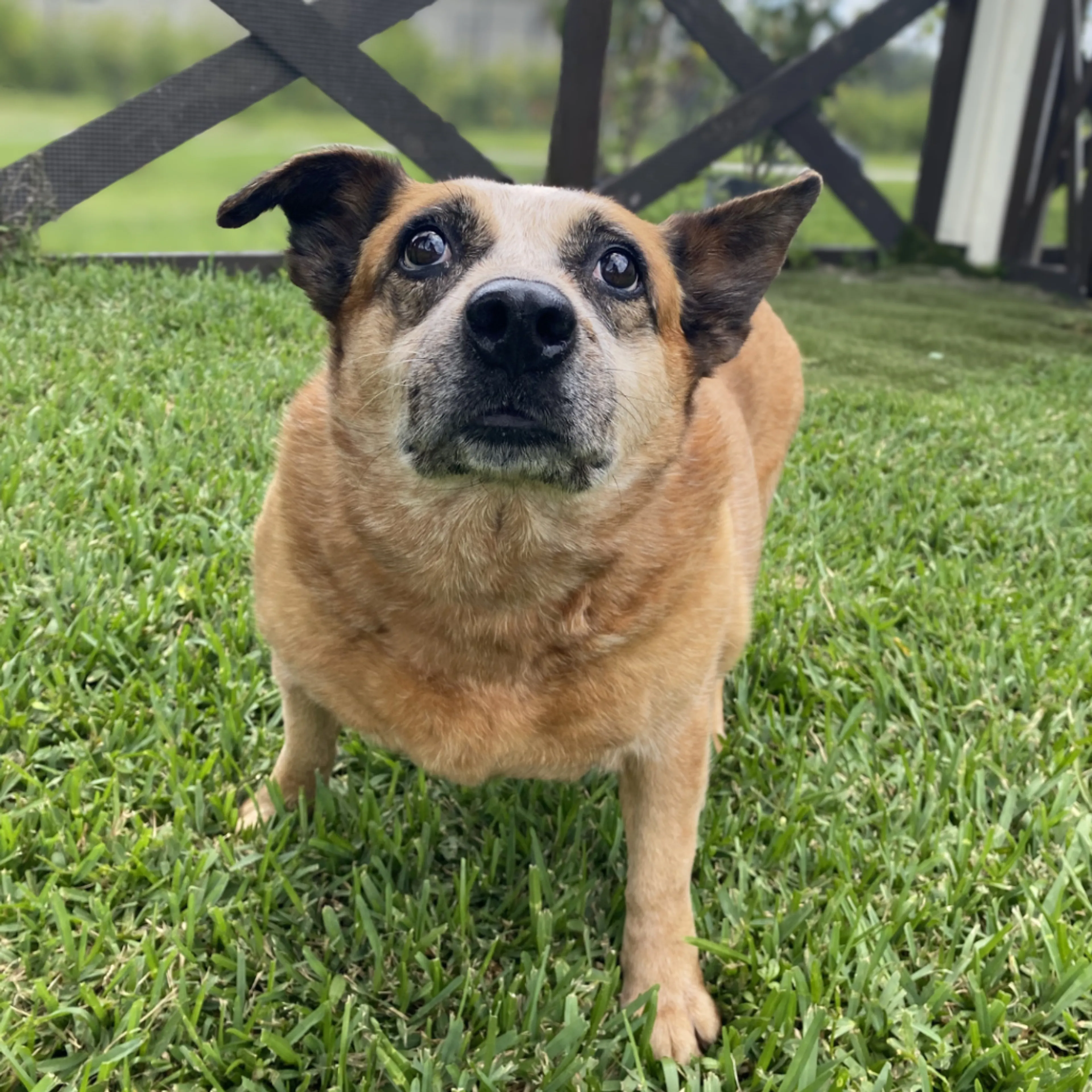 Found pet-5