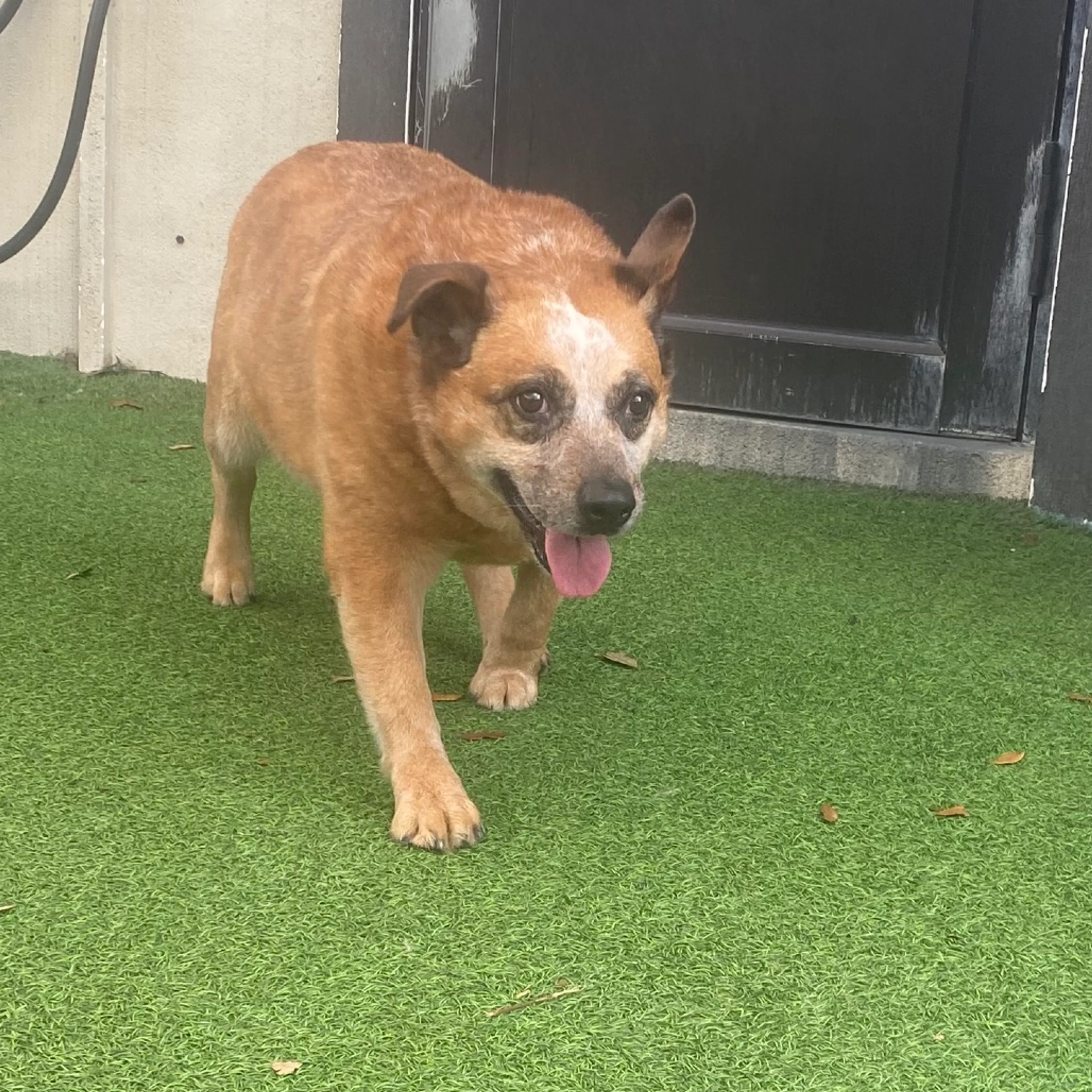 Found pet-3