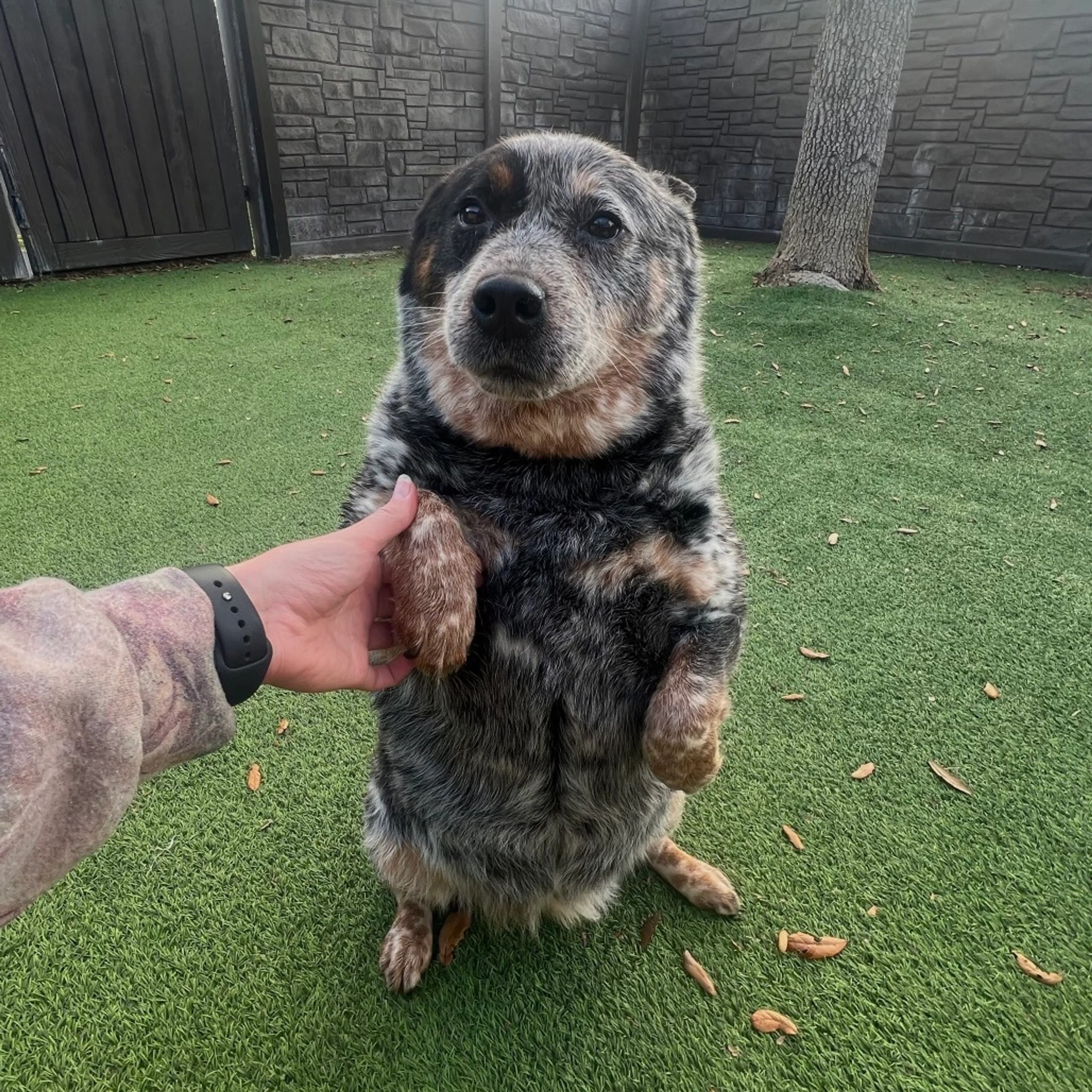Found pet-0