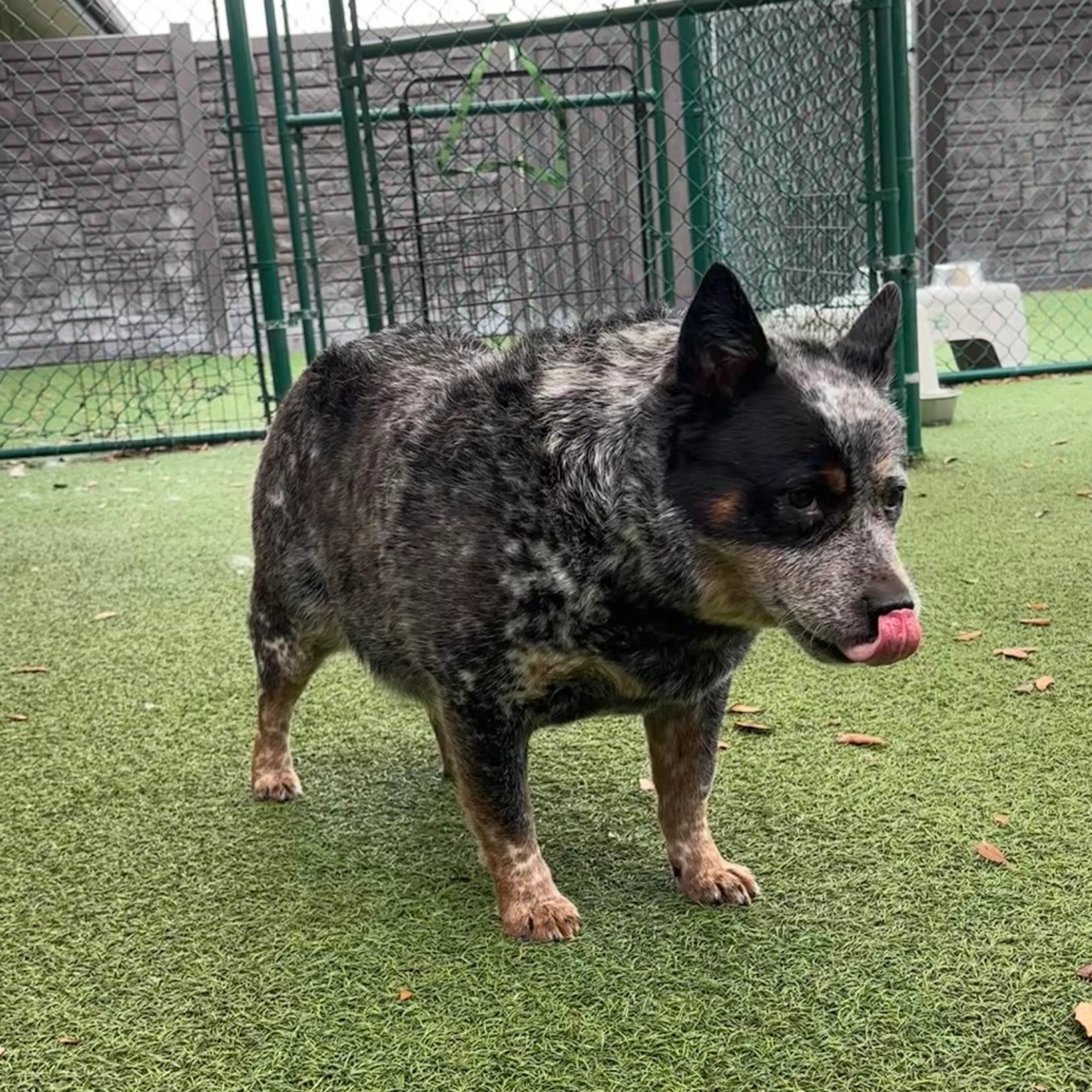 Found pet-2