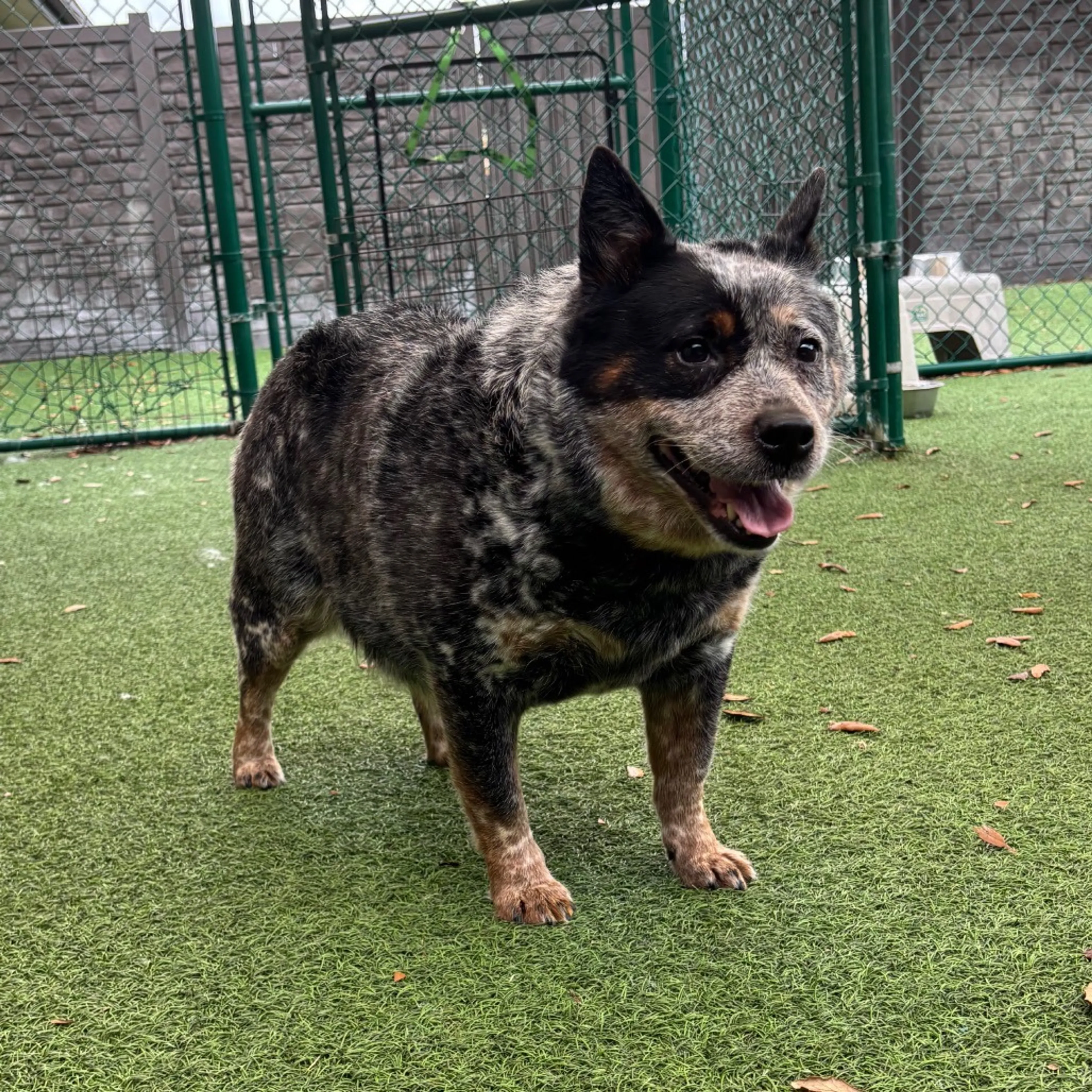 Found pet-1