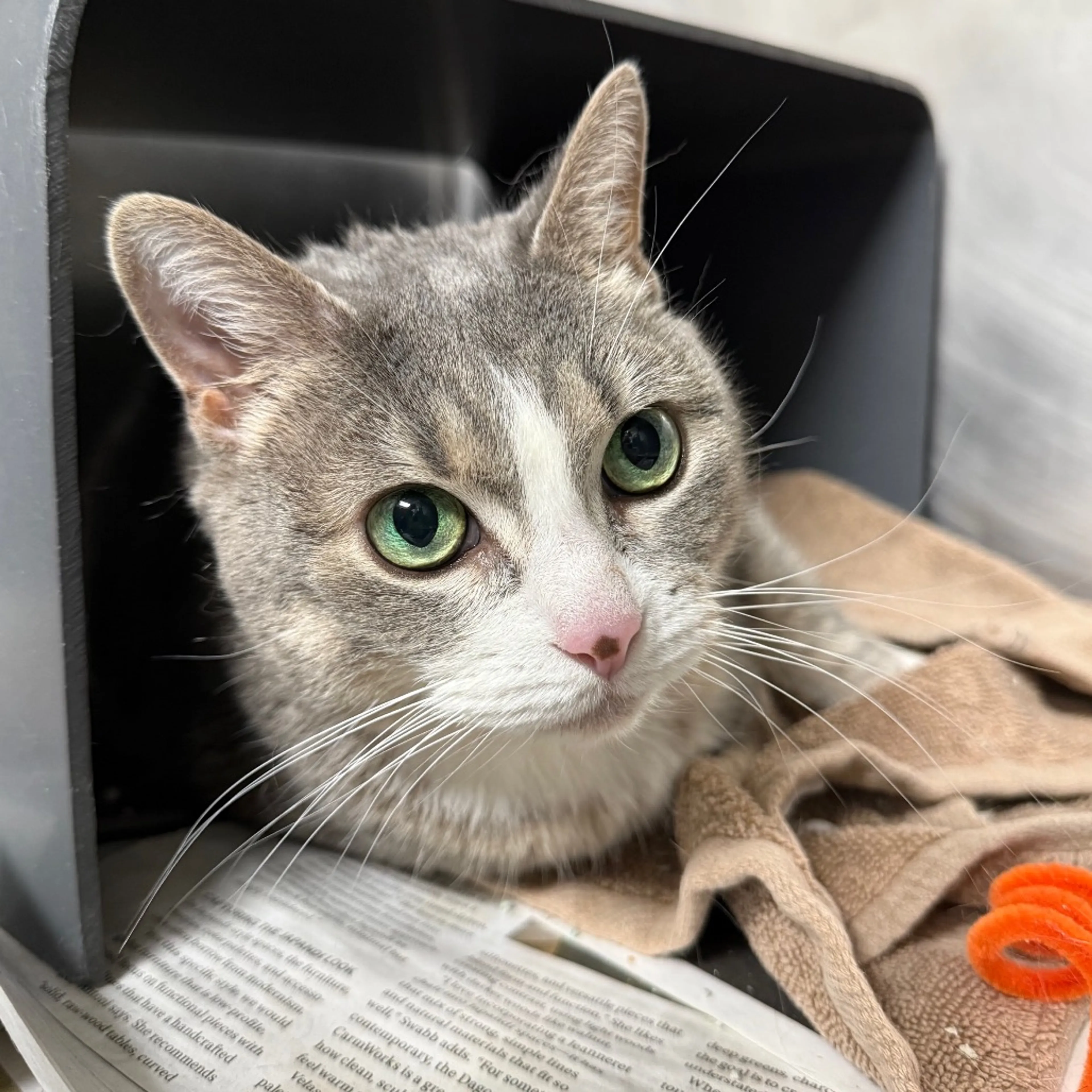 Found pet-1
