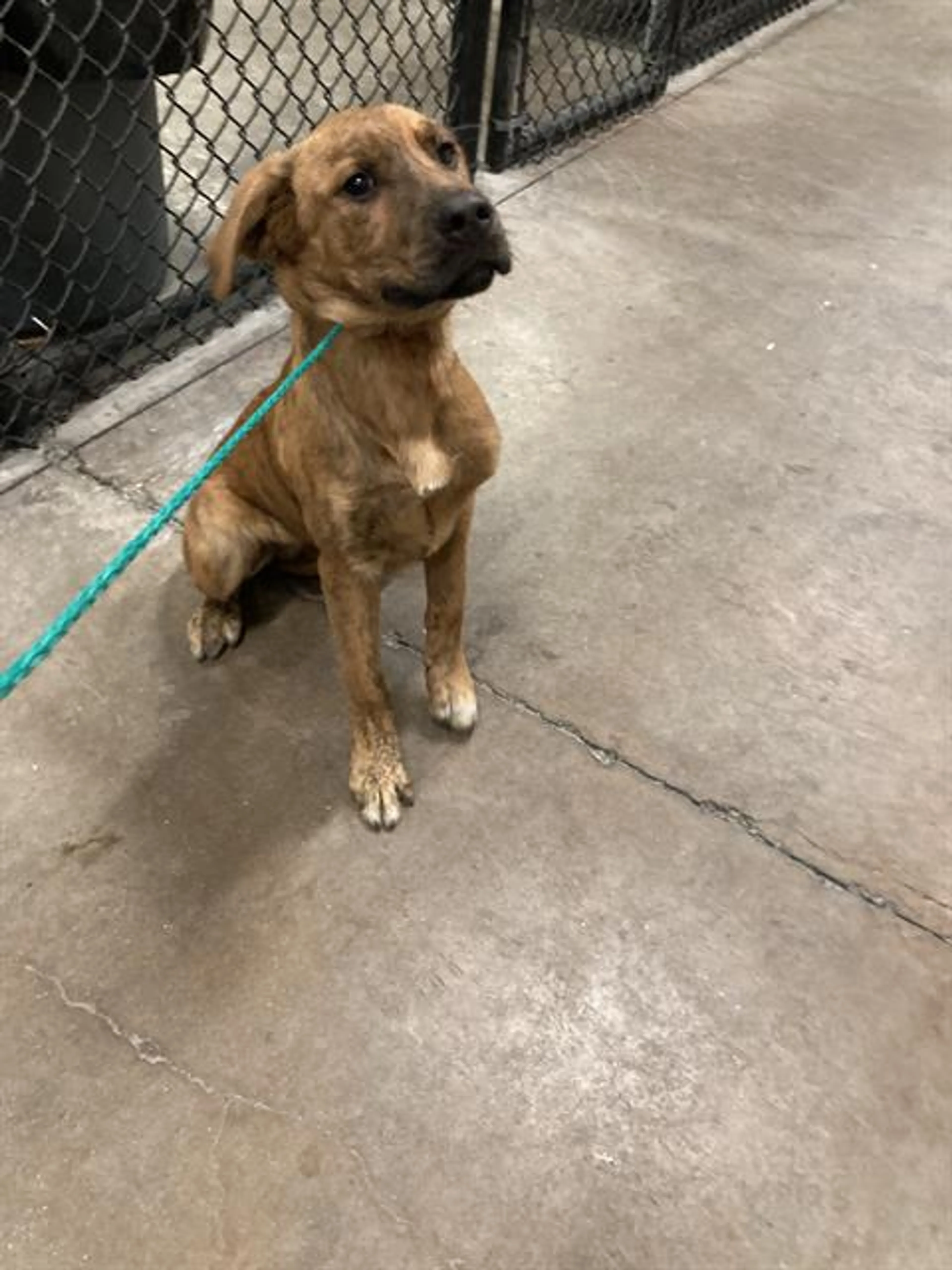 Found pet