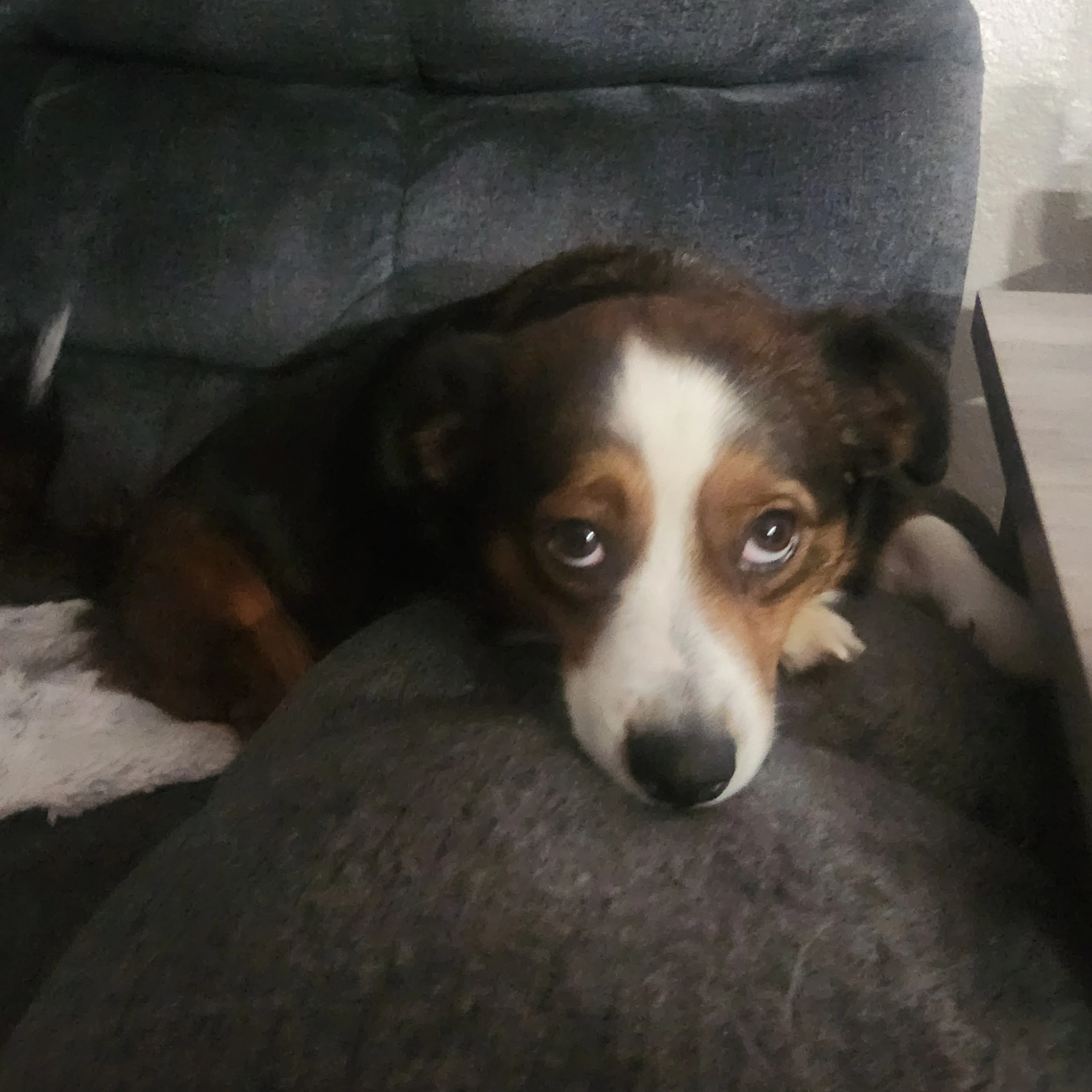 Lost pet-1